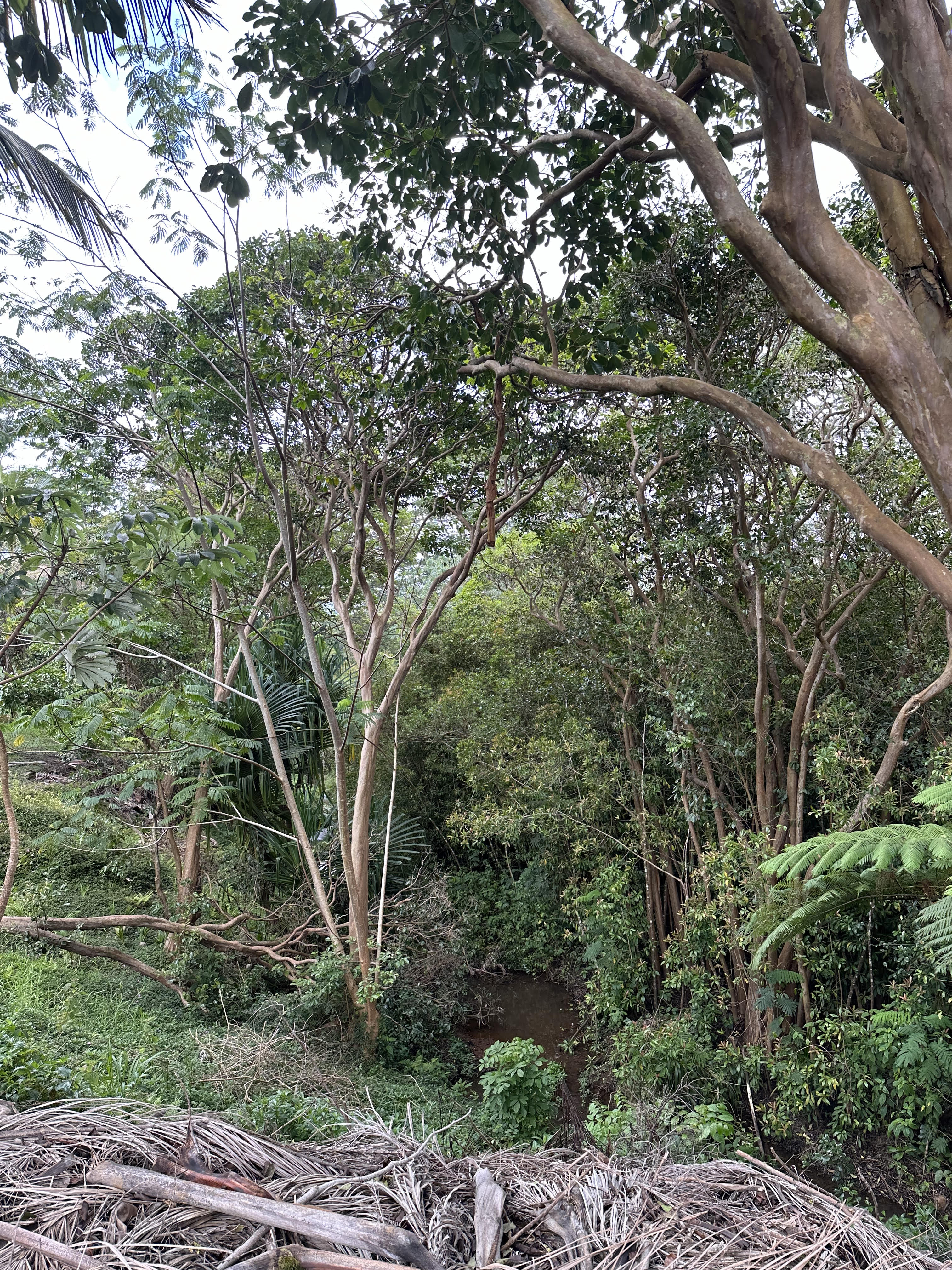Halaulani Road Kilauea, HI 96754 - Photo 11 of 11 a view of tree