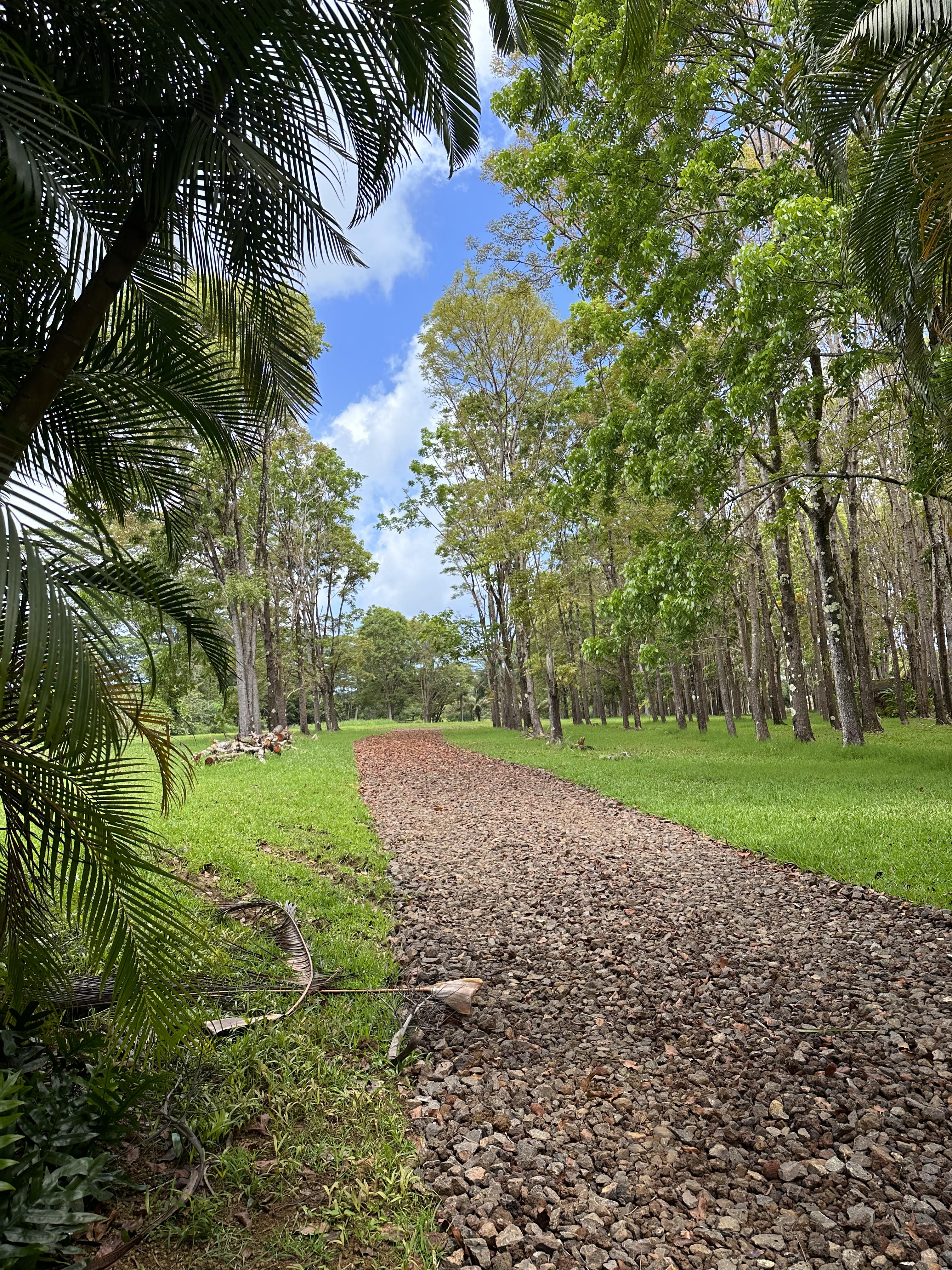 Halaulani Road Kilauea, HI 96754 - Photo 2 of 11 a view of a yard with a tree