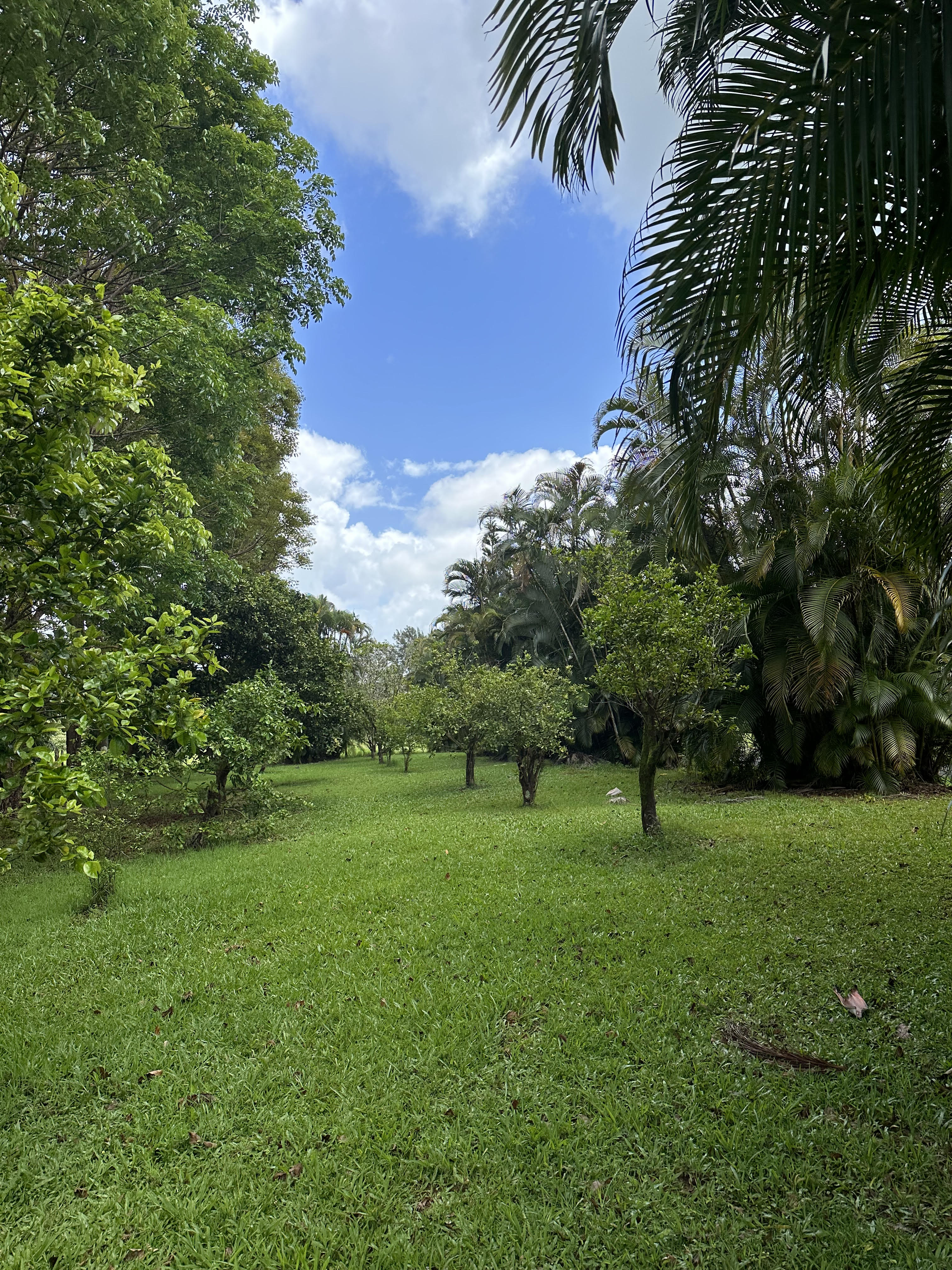 Halaulani Road Kilauea, HI 96754 - Photo 3 of 11 a view of three trees and a yard