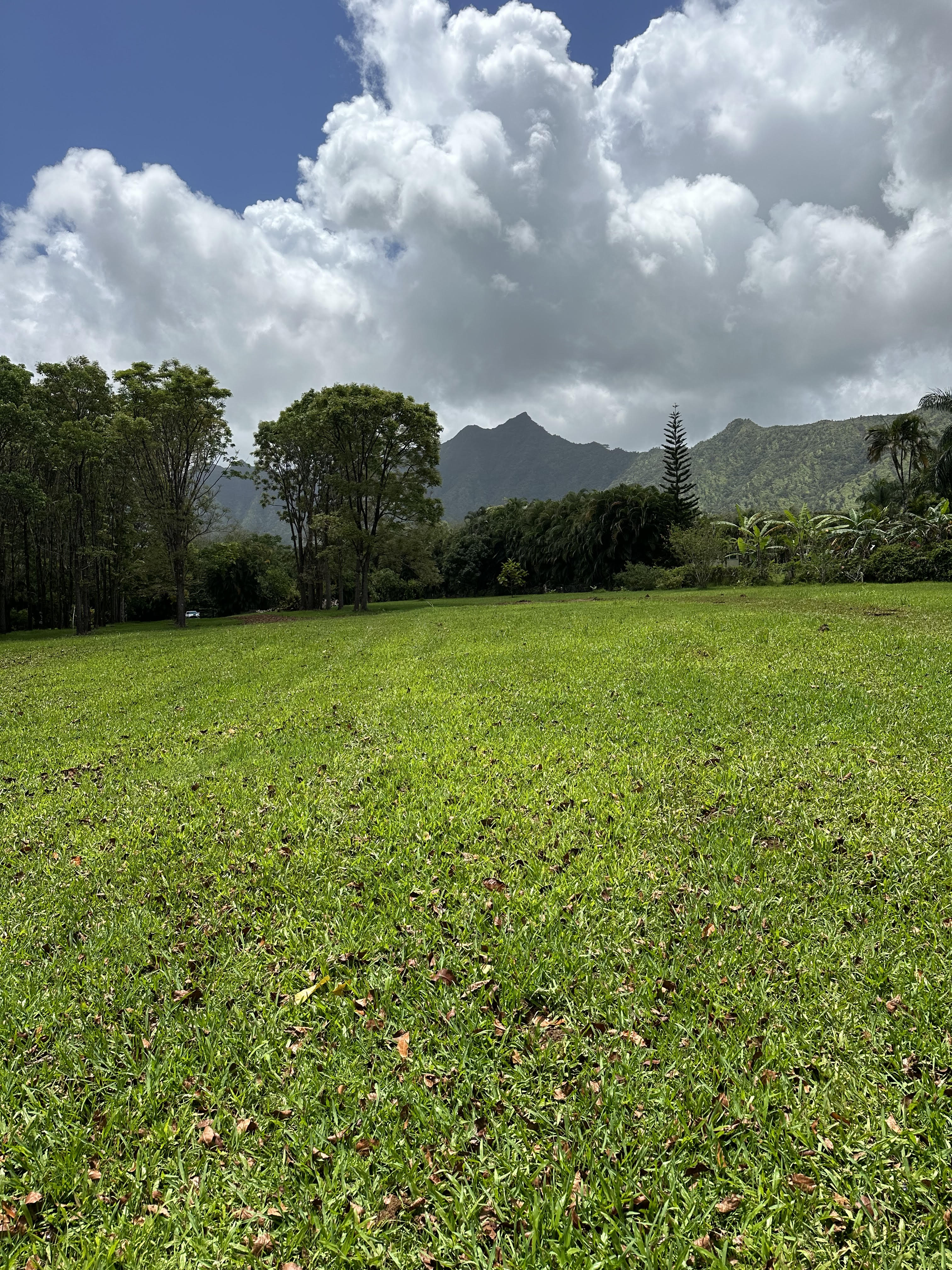 Halaulani Road Kilauea, HI 96754 - Photo 5 of 11 a view of a big yard with a building in the background