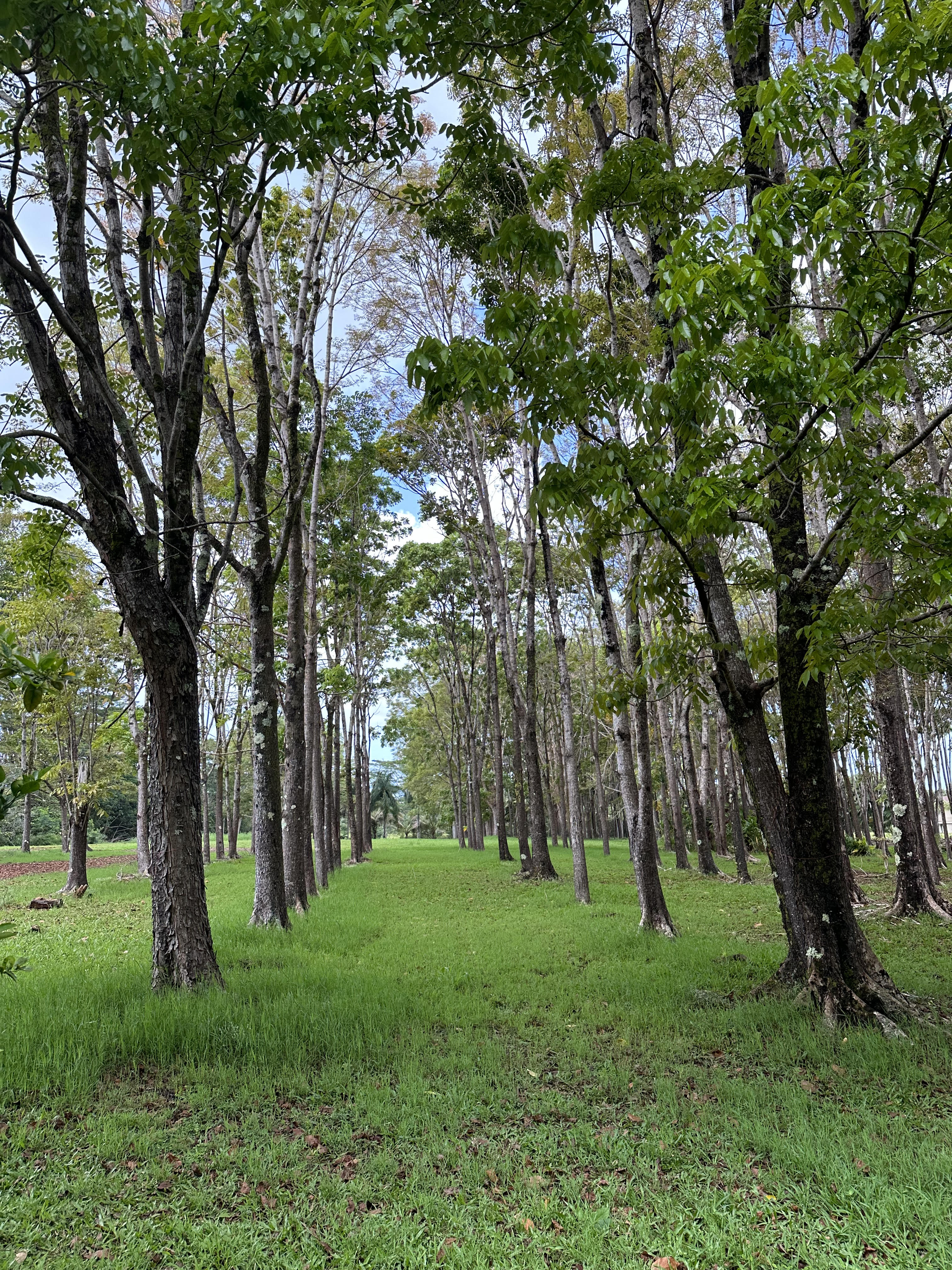 Halaulani Road Kilauea, HI 96754 - Photo 6 of 11 a view of lush green forest
