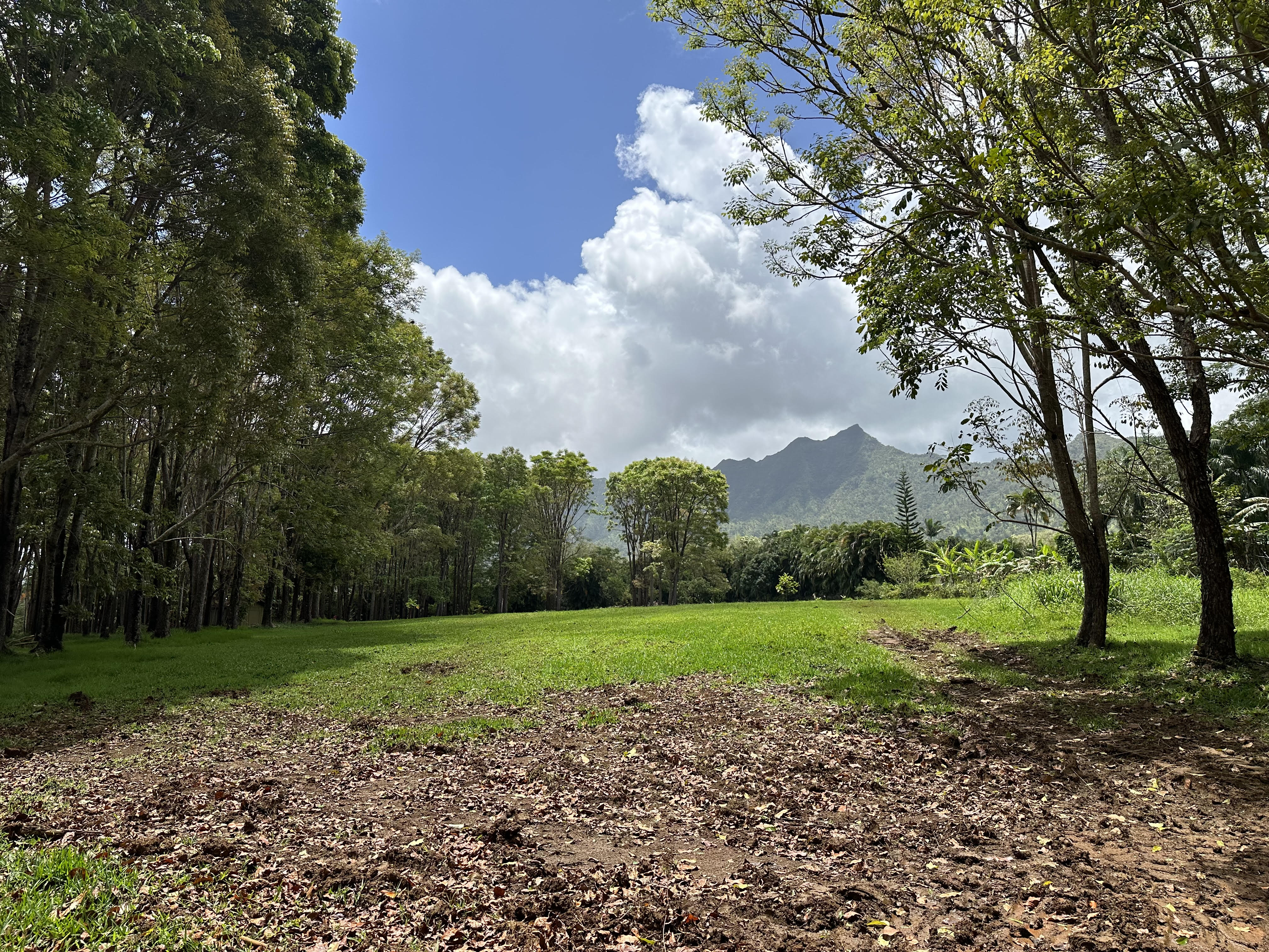 Halaulani Road Kilauea, HI 96754 - Photo 7 of 11 a view of a trees with a big yard