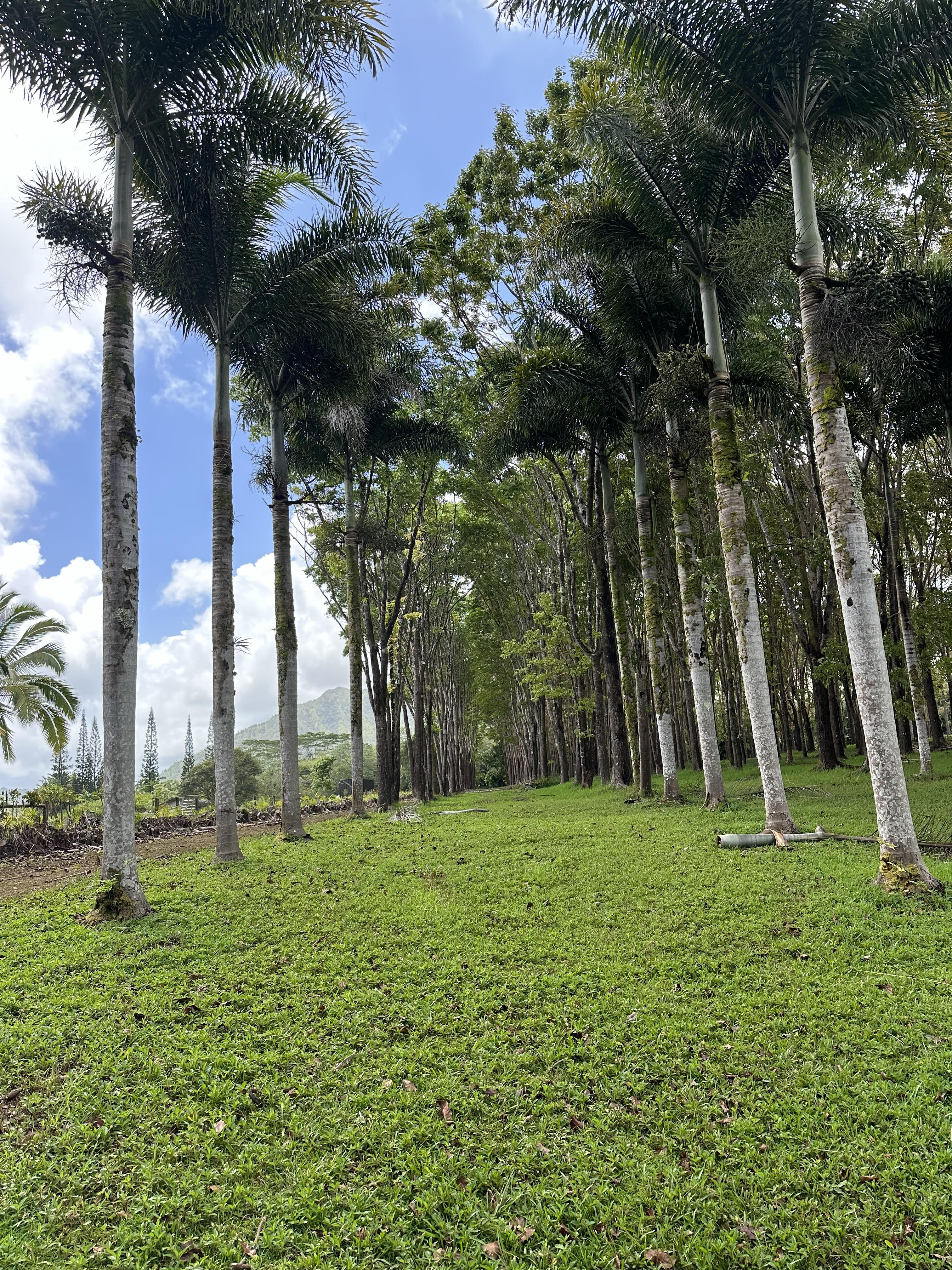 Halaulani Road Kilauea, HI 96754 - Photo 8 of 11 a view of a park with large trees