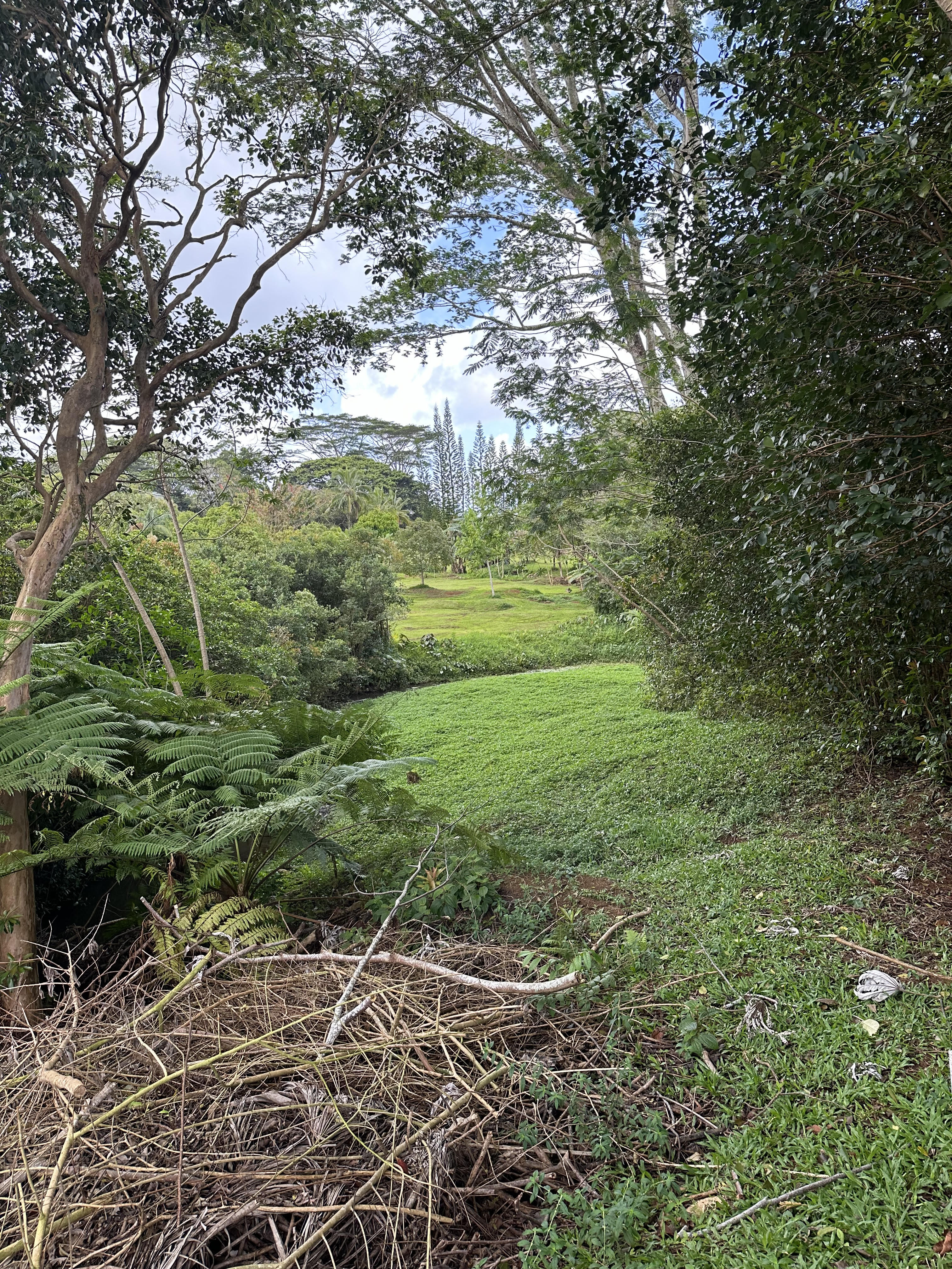 Halaulani Road Kilauea, HI 96754 - Photo 9 of 11 a view of a garden with an trees