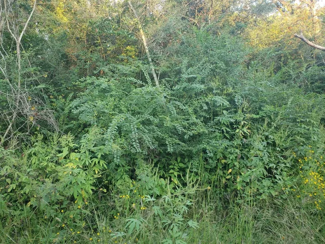 a view of a forest with trees in the background