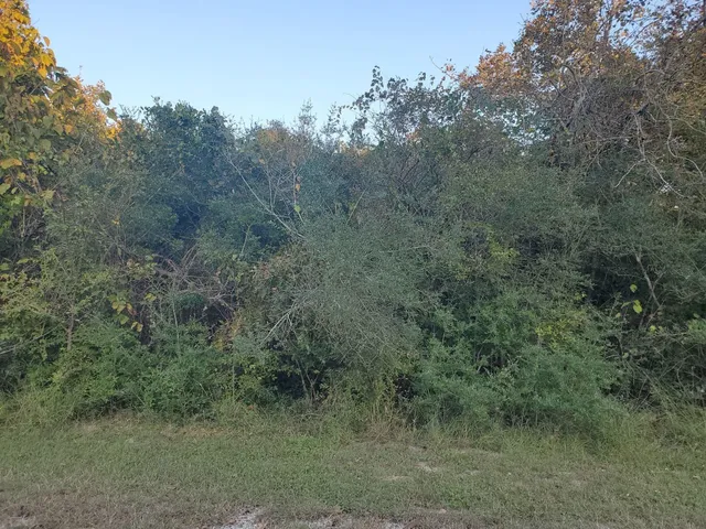 a view of a forest with trees in the background