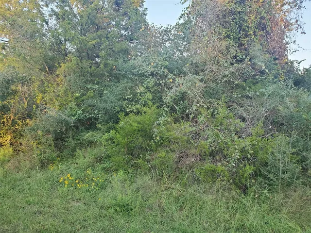 a view of a lush green forest