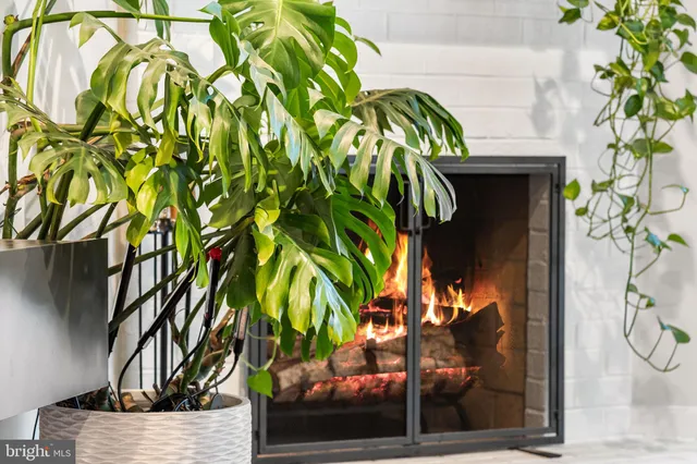 a view of a potted plant