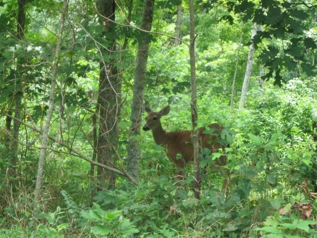40-acres Maple Ridge Road Mosinee, WI 54455 - Photo 1 of 1