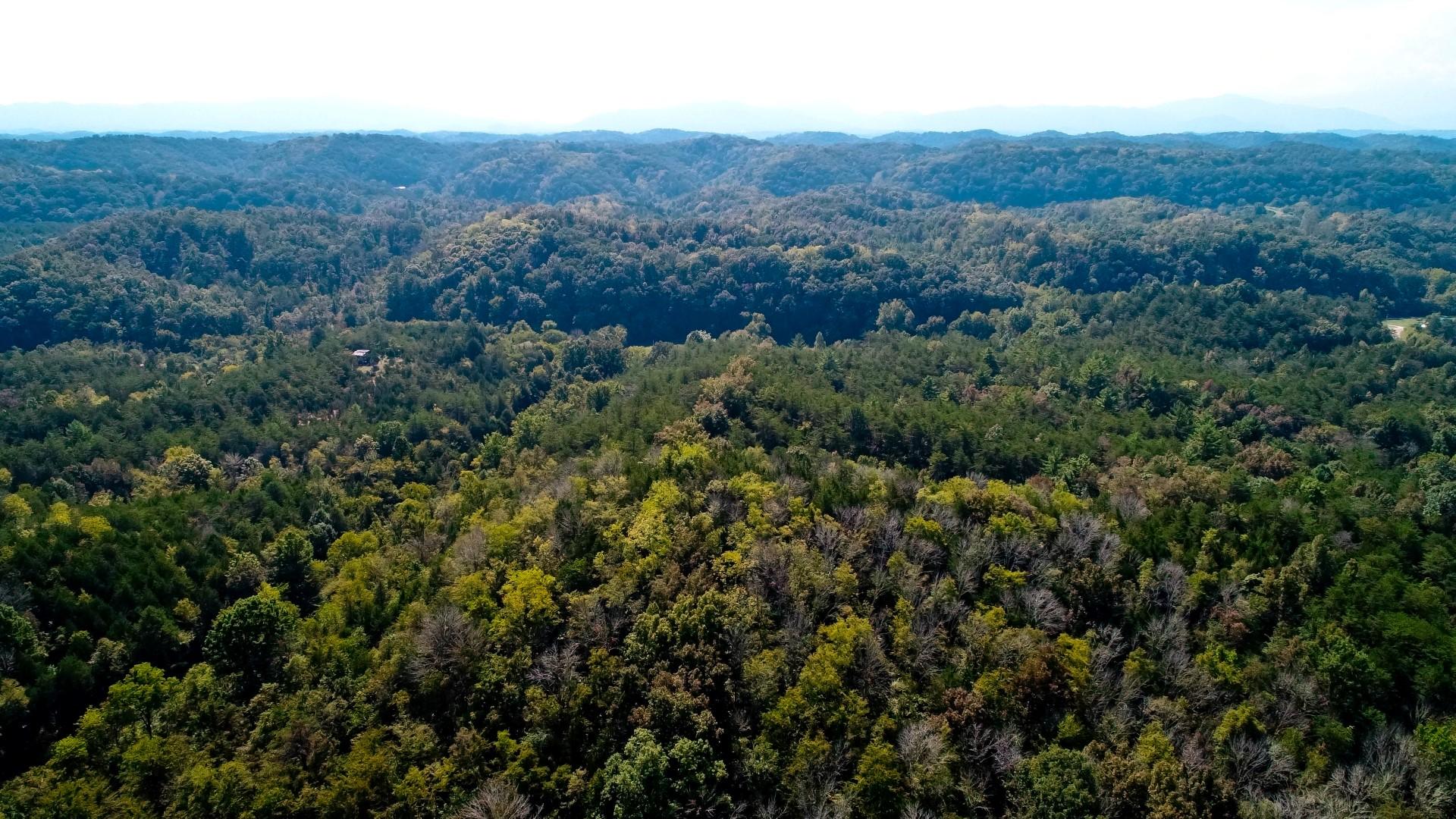 1105 Palmer Hollow Road Bybee, TN 37713 - Photo 2 of 35 DJI_0009