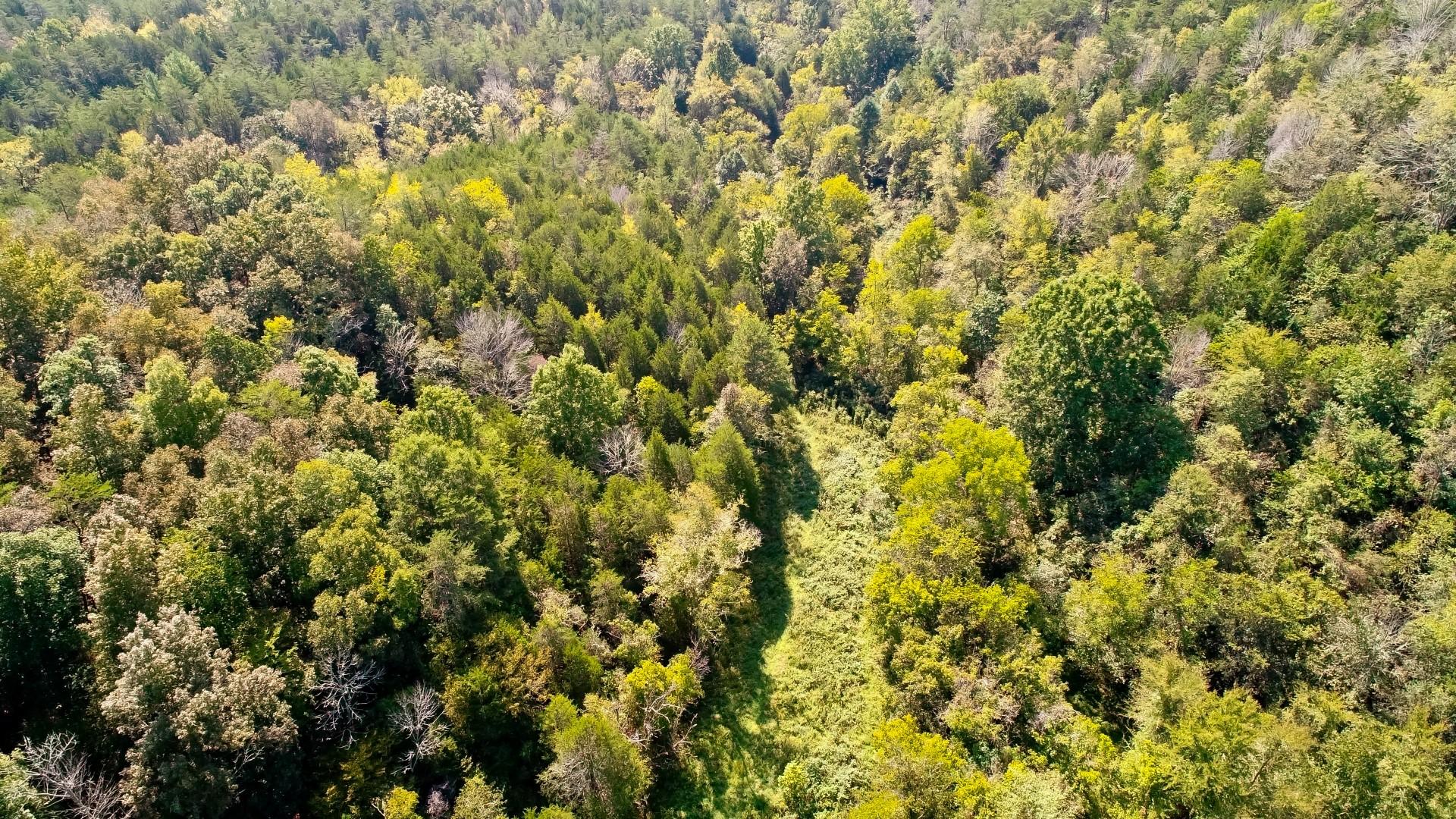 1105 Palmer Hollow Road Bybee, TN 37713 - Photo 18 of 35 DJI_0013