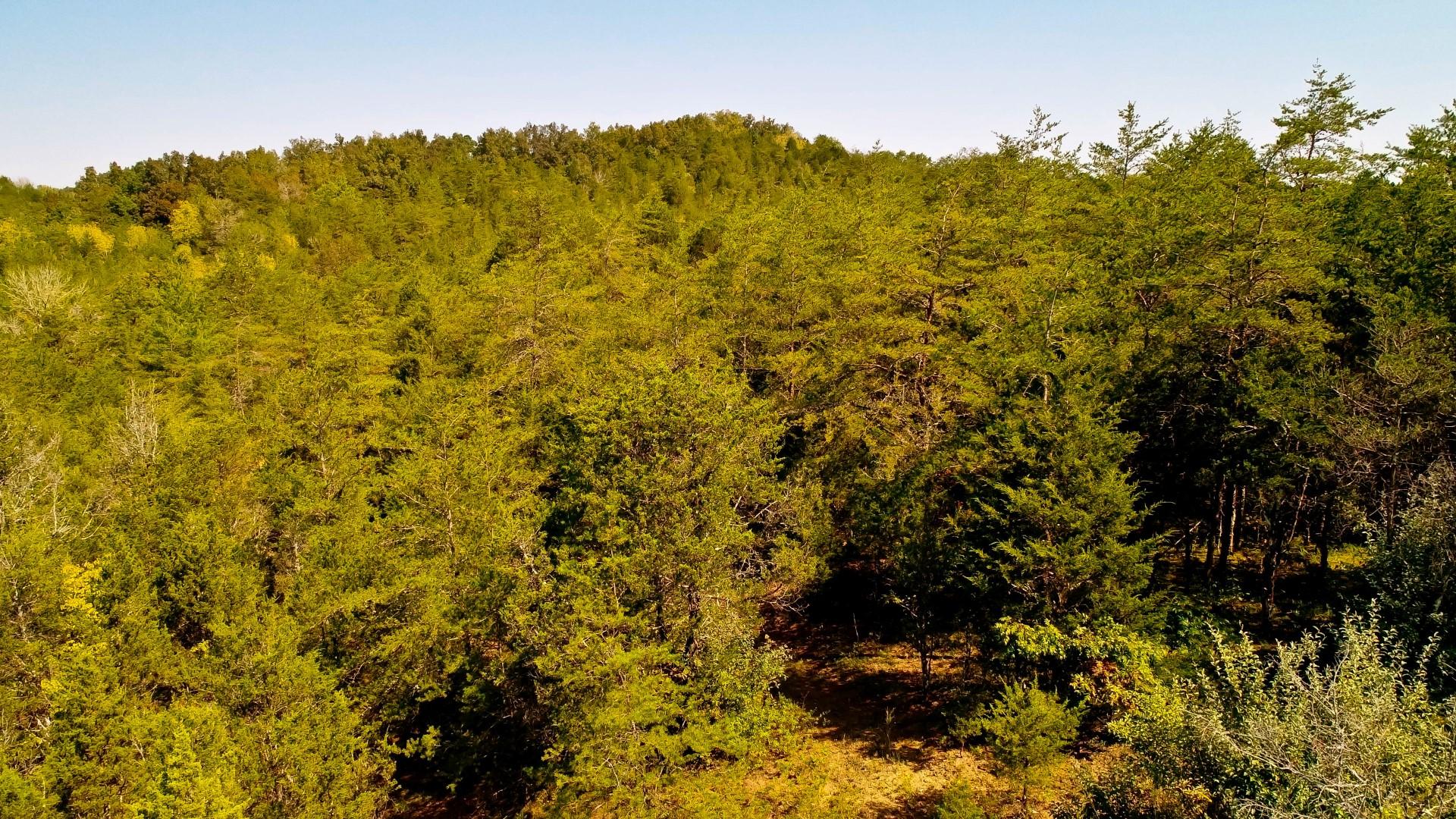 1105 Palmer Hollow Road Bybee, TN 37713 - Photo 20 of 35 DJI_0018
