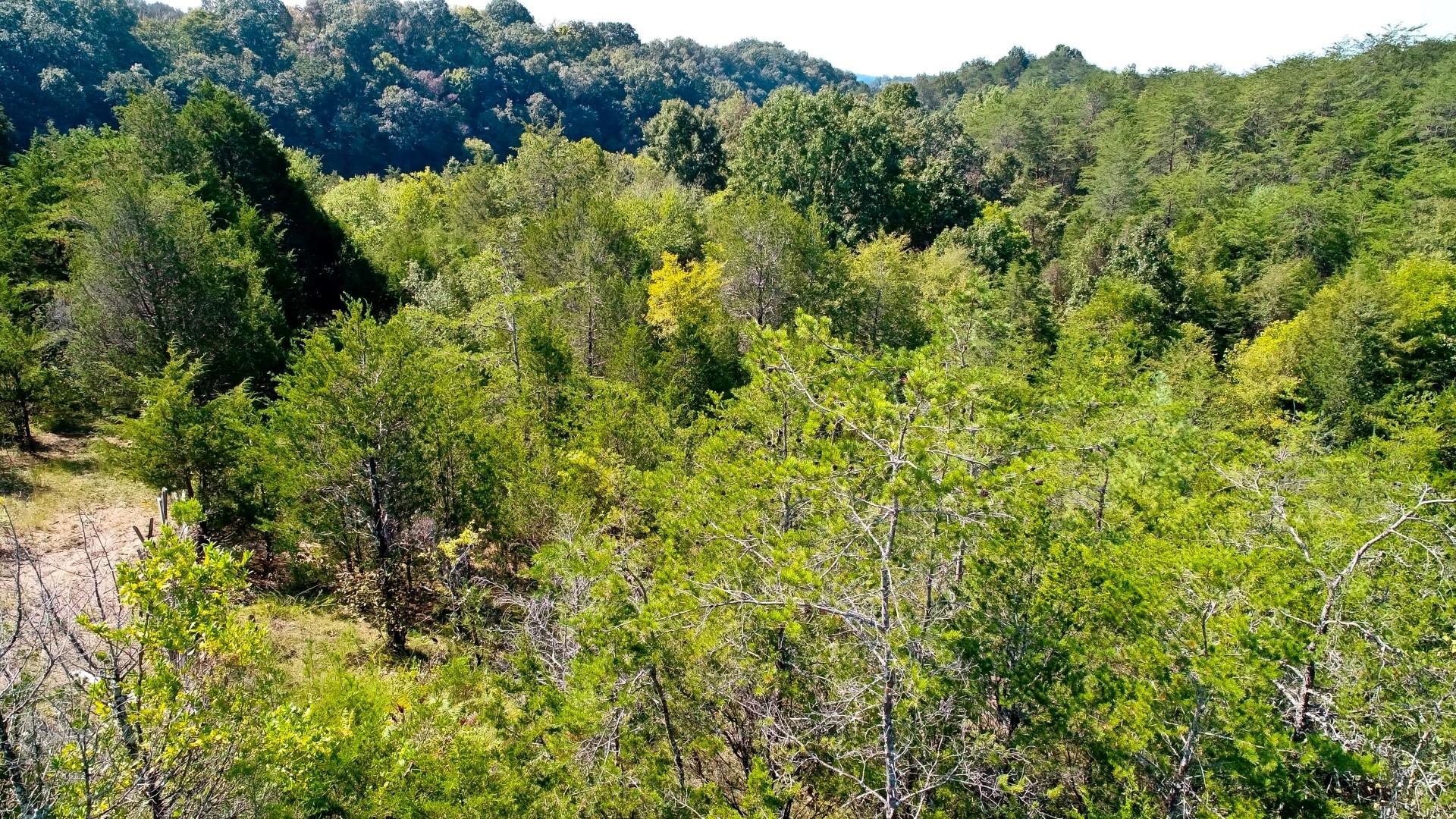 1105 Palmer Hollow Road Bybee, TN 37713 - Photo 21 of 35 DJI_0019