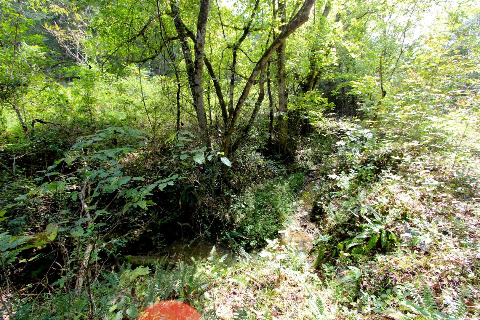 1105 Palmer Hollow Road Bybee, TN 37713 - Photo 24 of 35 IMG_0648