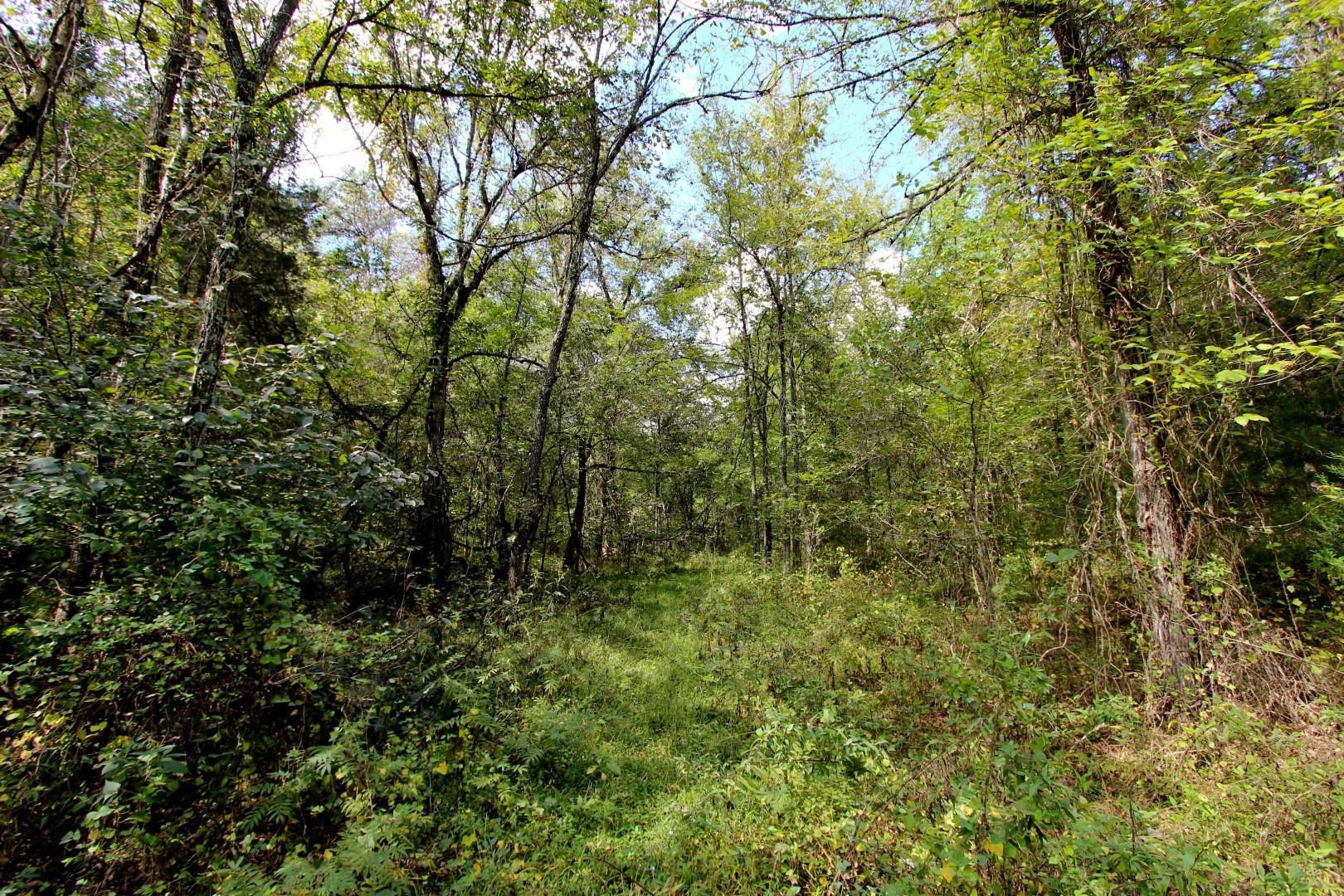1105 Palmer Hollow Road Bybee, TN 37713 - Photo 7 of 35 IMG_0650