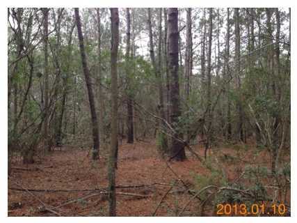 0 Clements Ferry Road Charleston, SC 29492 - Photo 3 of 4 Additional Photo