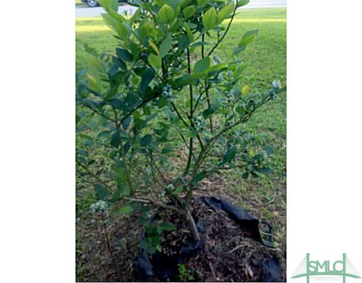 463 Copper Creek Circle Pooler, GA 31322 - Photo 25 of 25 Other. blueberry bushes are just one of many great