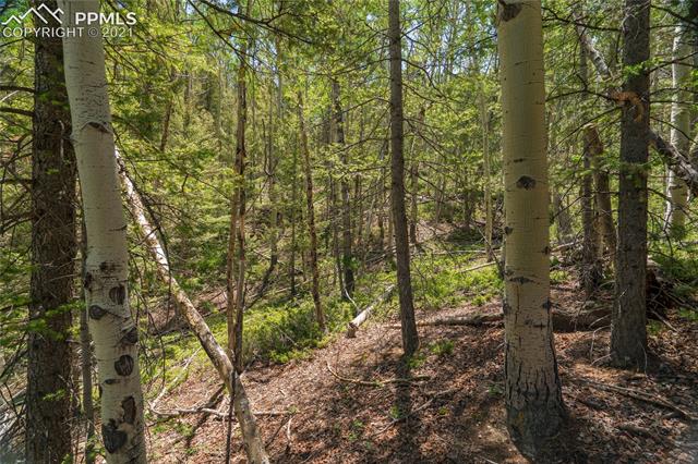917 Princess Road Cripple Creek, CO 80813 - Photo 17 of 47 Gallery Image 17