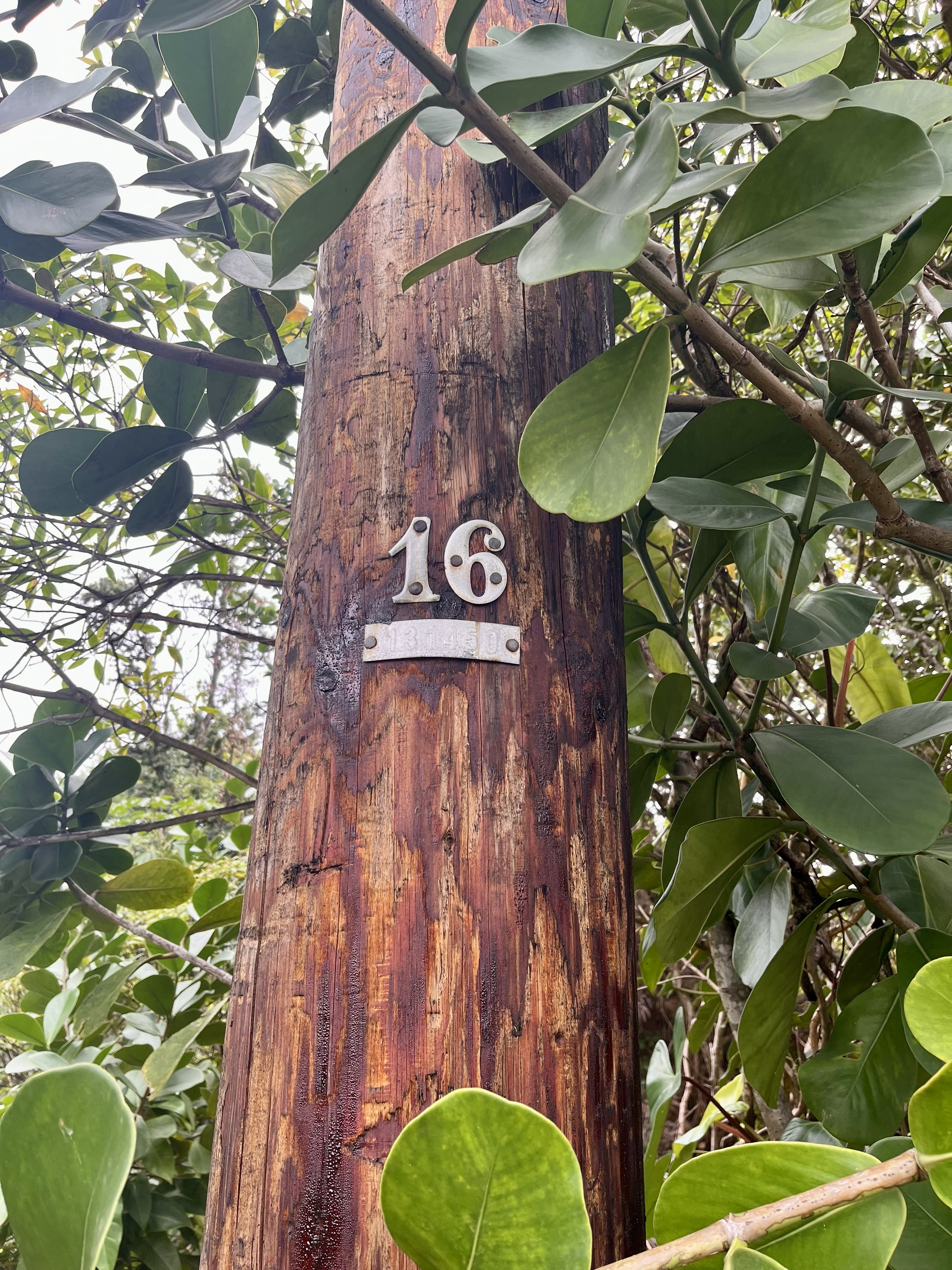 332 Lemiwai Road Keaau, HI 96749 - Photo 7 of 8