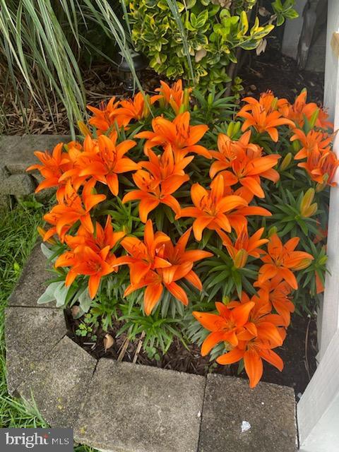 2613 Linwood Road Baltimore, MD 21234 - Photo 32 of 37 Burst of color awaiting you for summer surprise
