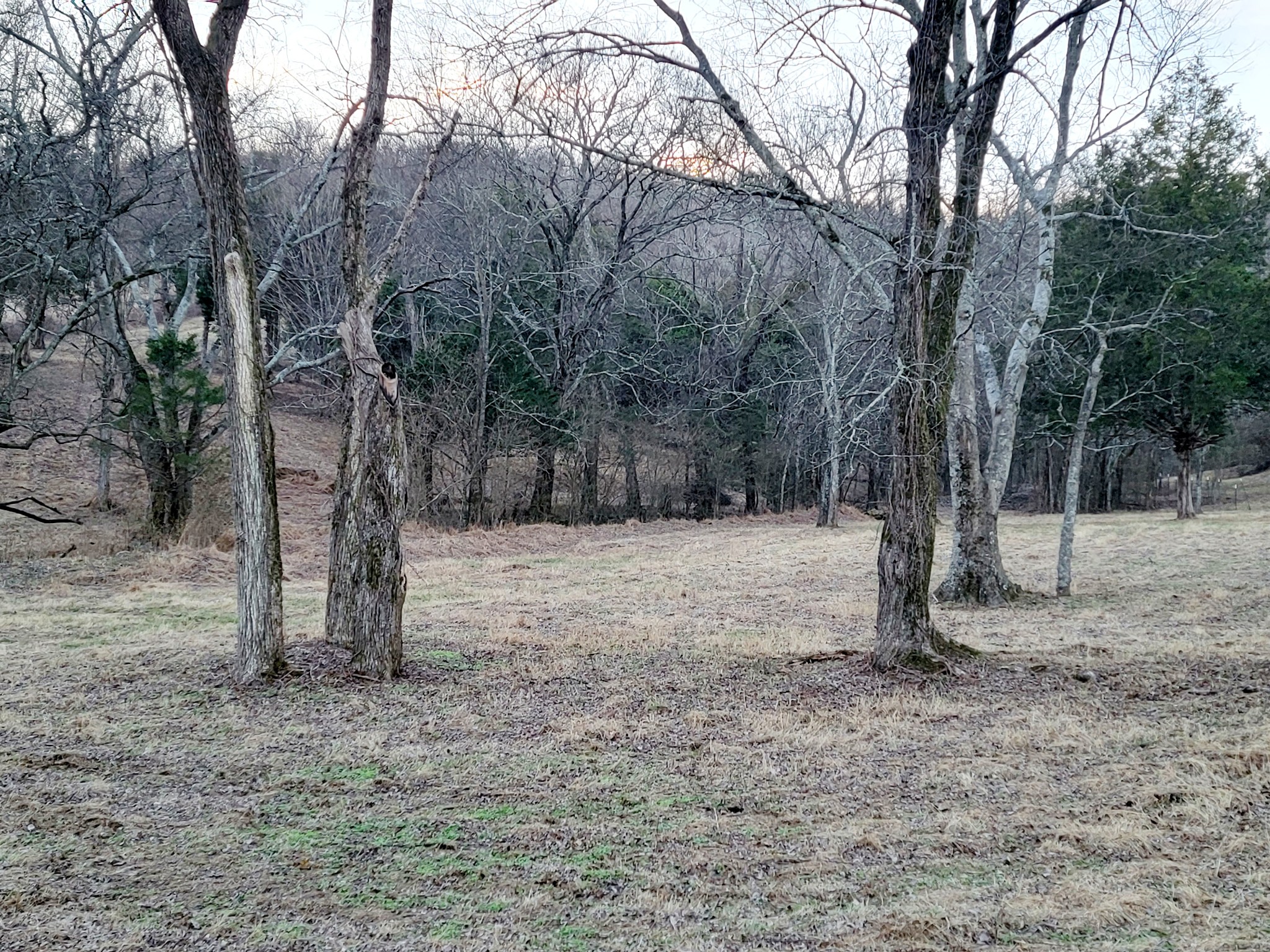 135 Lock 7 Lane Carthage, TN 37030 - Photo 17 of 19 a view of a forest with trees
