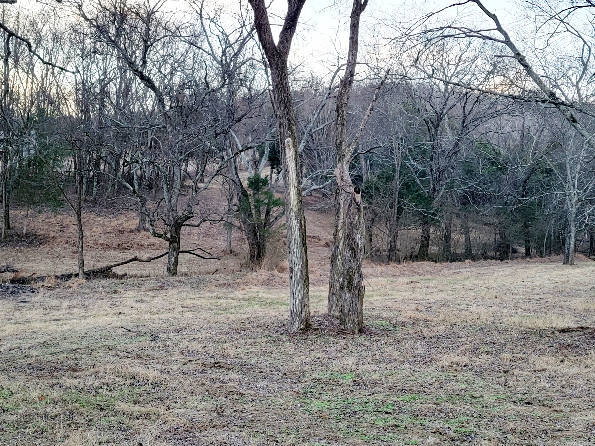 135 Lock 7 Lane Carthage, TN 37030 - Photo 18 of 19 a view of a forest filled with trees