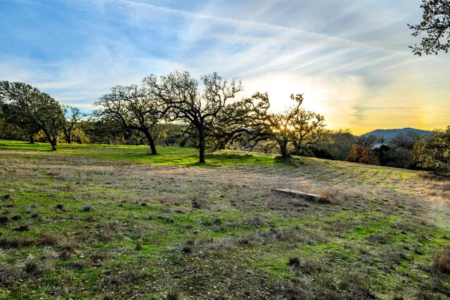a view of a field with large trees
