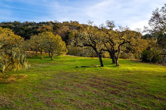 a view of field with trees