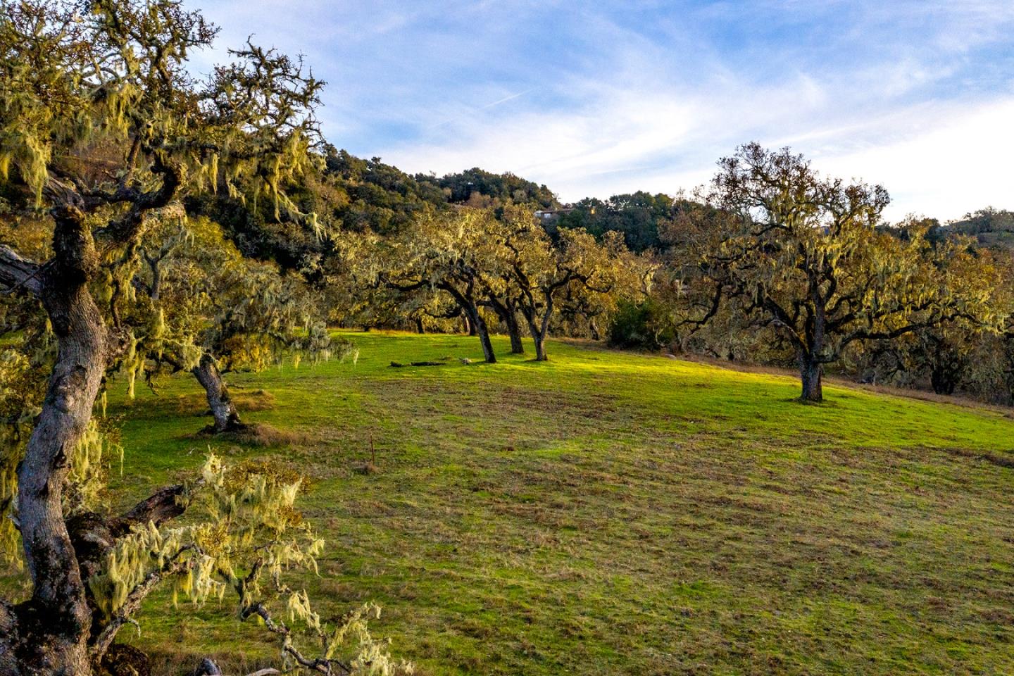 14 Vasquez Trail Carmel, CA 93923 - Photo 9 of 12 a view of a yard with a tree
