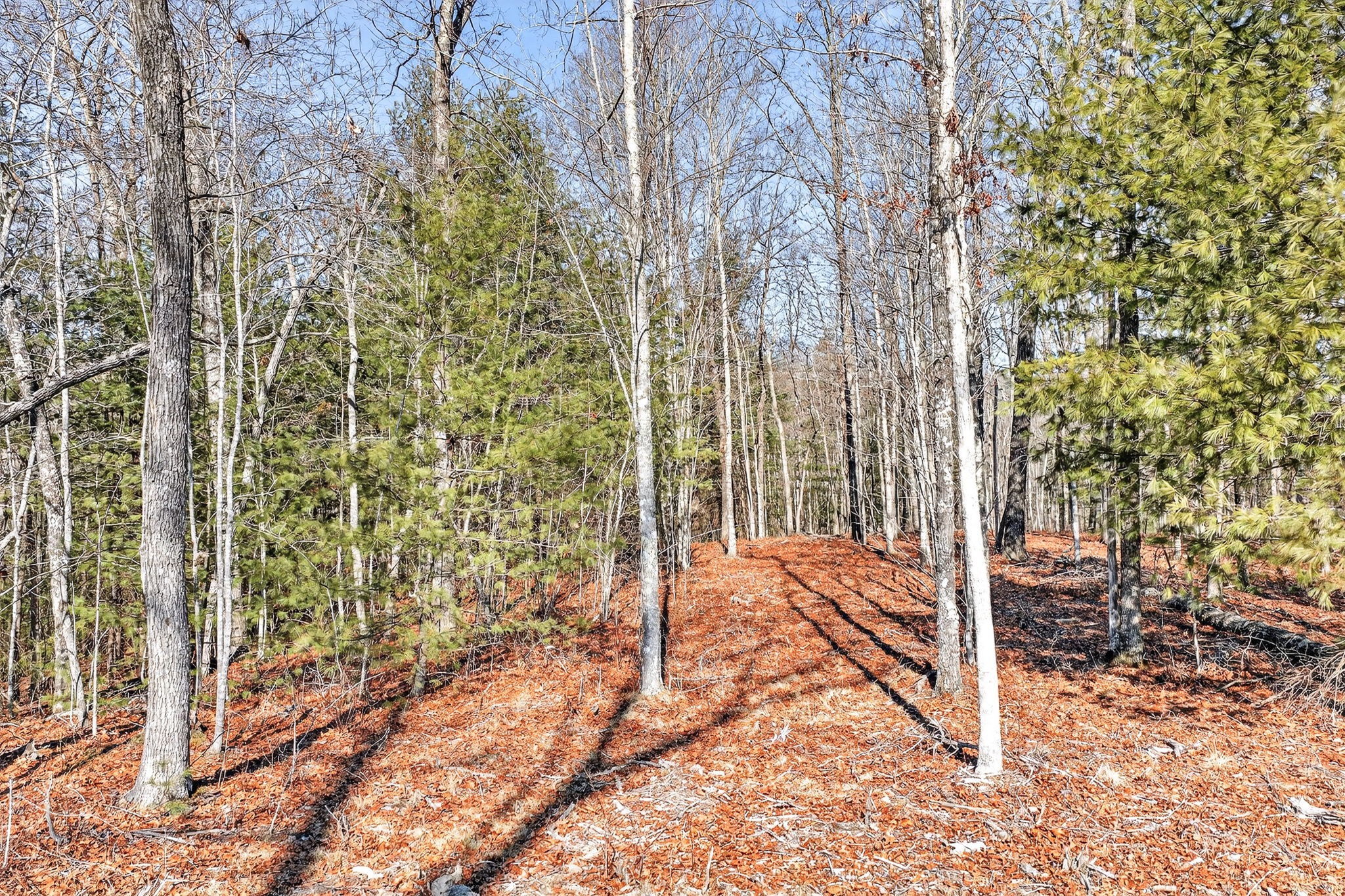 0 Proctor Pl Road Jamestown, TN 38556 - Photo 5 of 16 a view of outdoor space