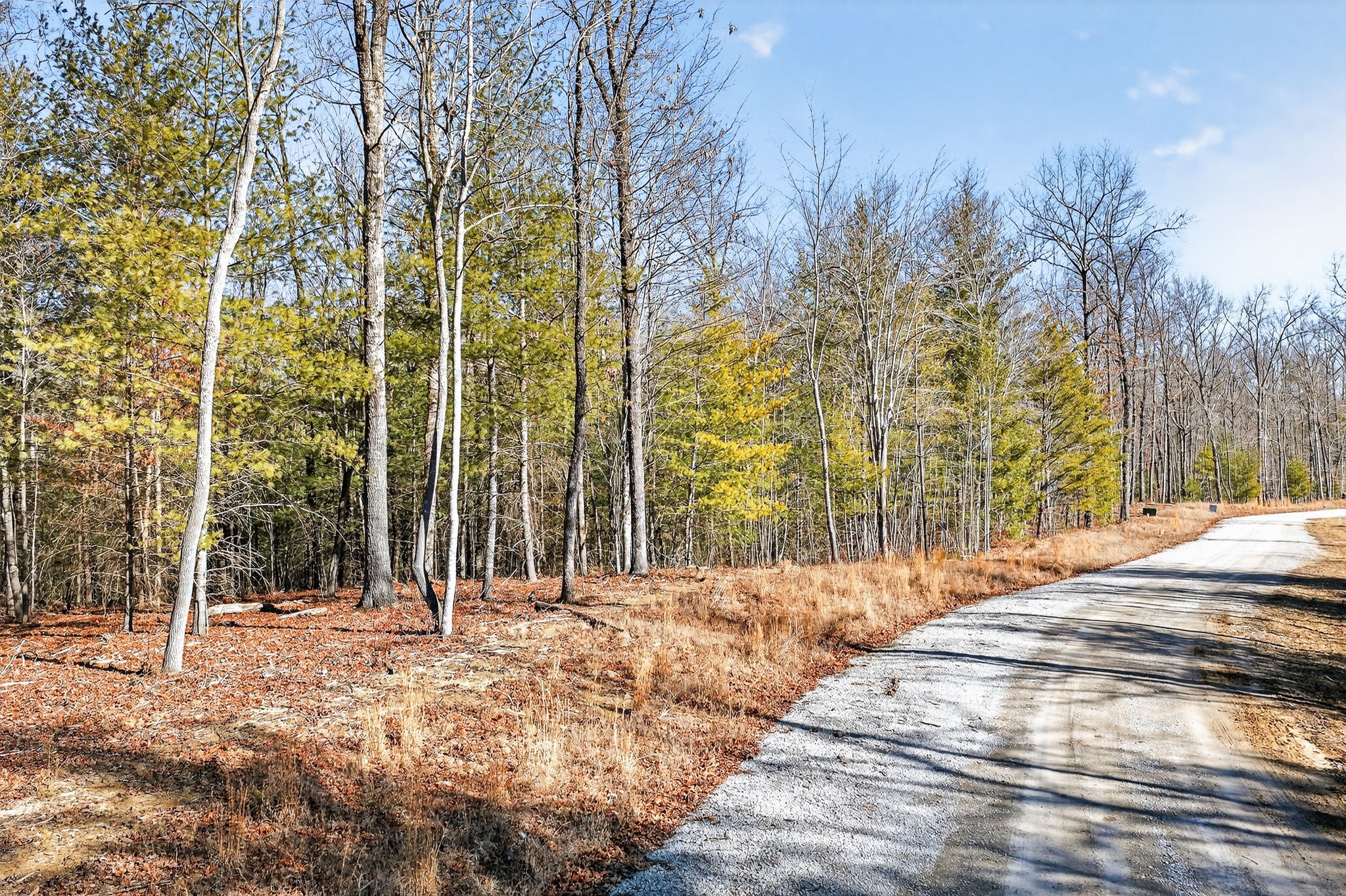 0 Proctor Pl Road Jamestown, TN 38556 - Photo 8 of 16 a view of backyard with trees