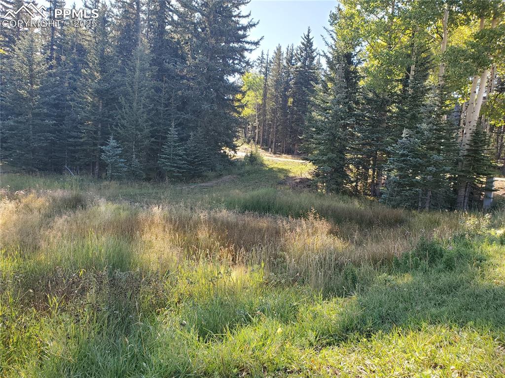 309 Pinaceae Heights Divide, CO 80814 - Photo 12 of 21