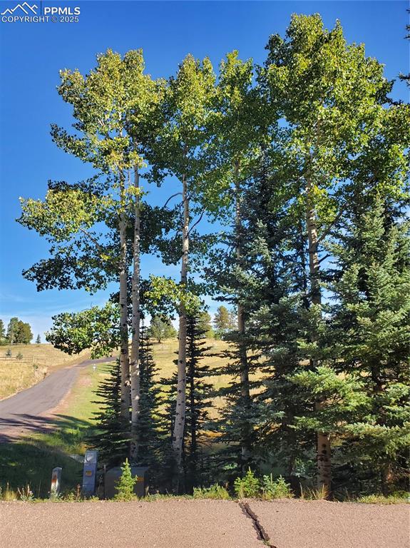 309 Pinaceae Heights Divide, CO 80814 - Photo 21 of 21