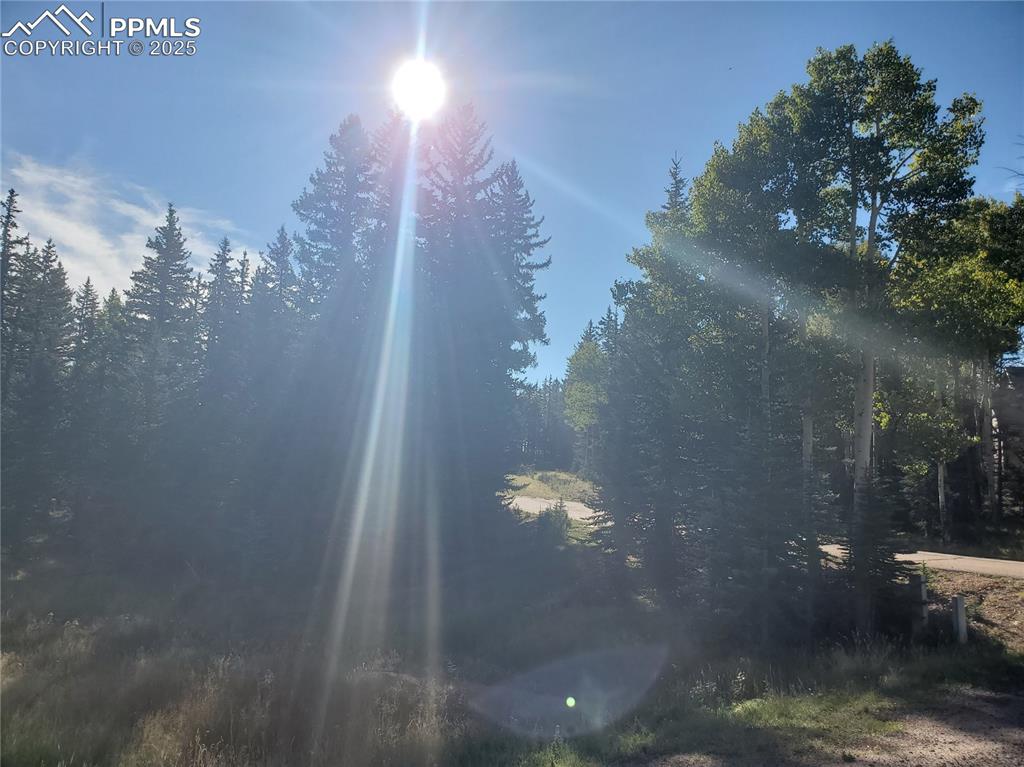 309 Pinaceae Heights Divide, CO 80814 - Photo 7 of 21