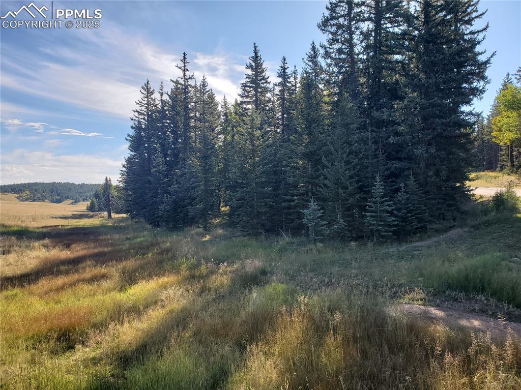 309 Pinaceae Heights Divide, CO 80814 - Photo 8 of 21