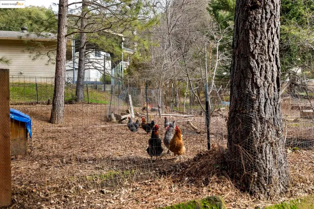 a view of a park with large trees