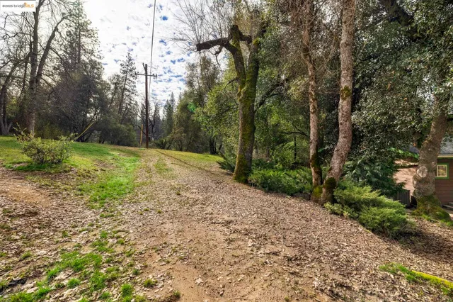 a view of a yard with plants and trees
