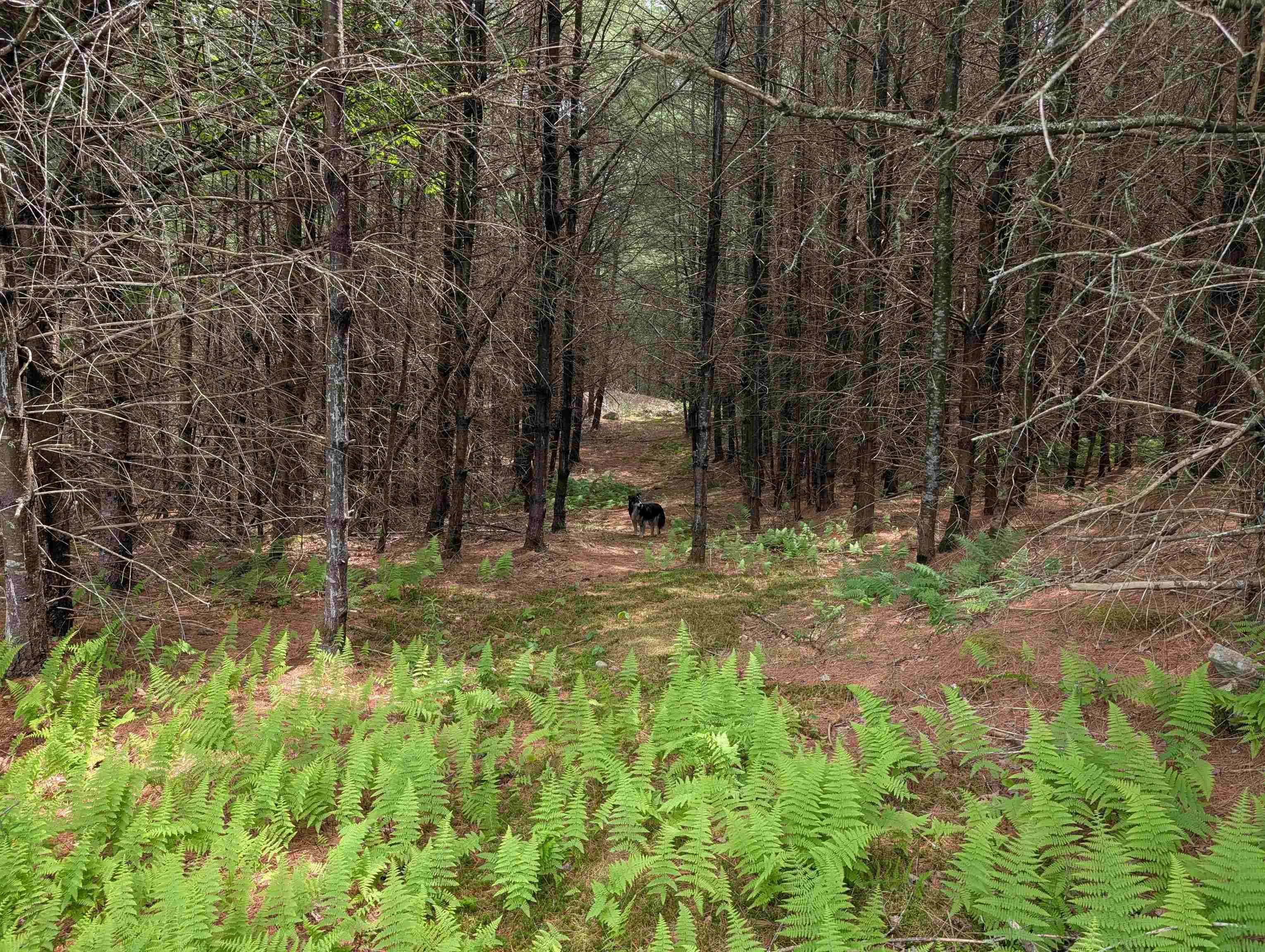 70 High Ridge Road Moultonborough, NH 03254 - Photo 11 of 37
