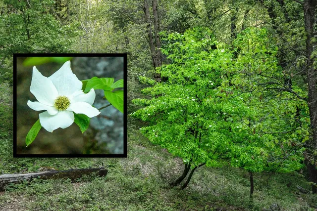 a view of a house with a backyard and balcony