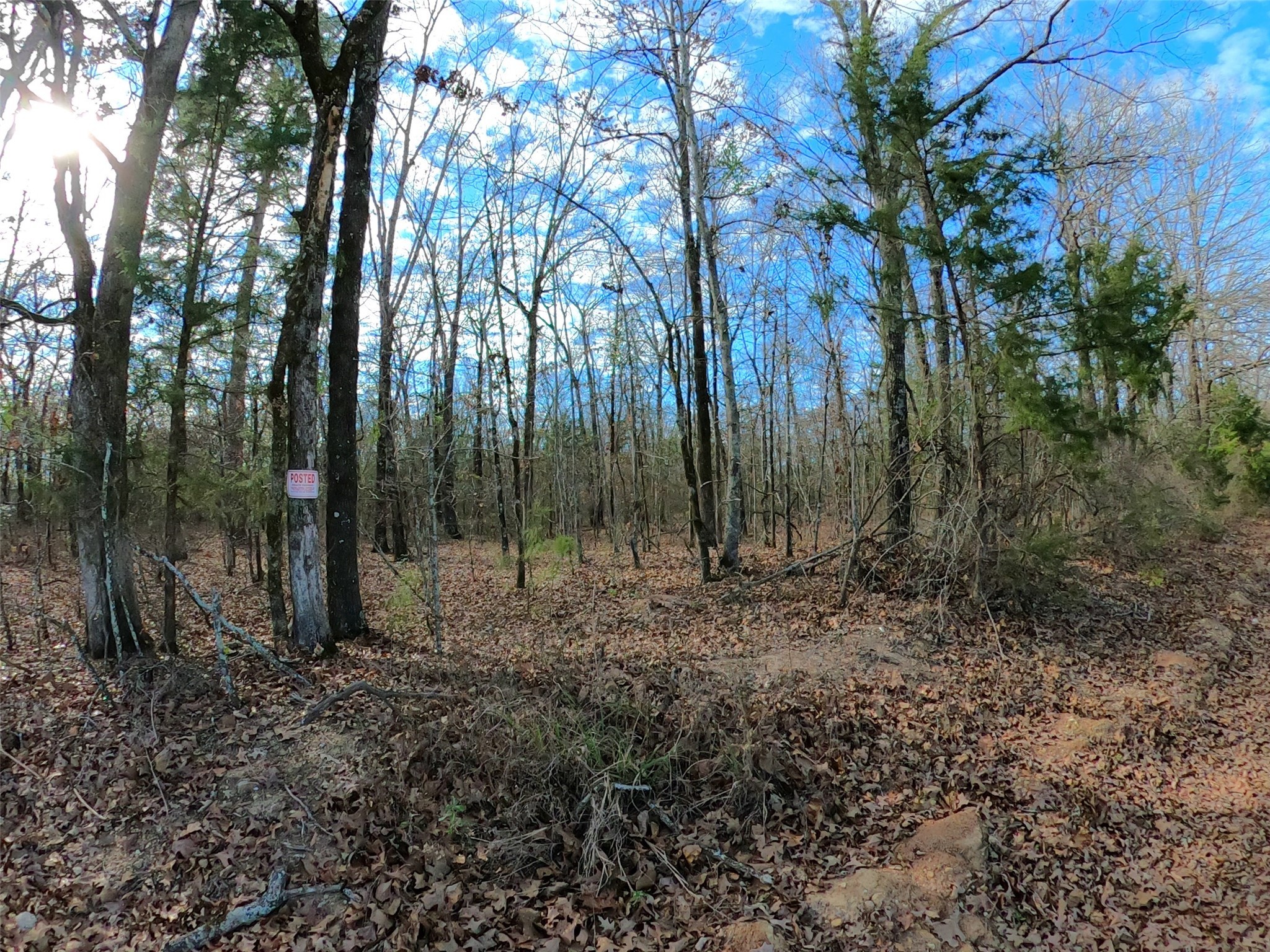 4239 - Cr Simms, TX 75574 - Photo 16 of 21 a view of outdoor space with trees
