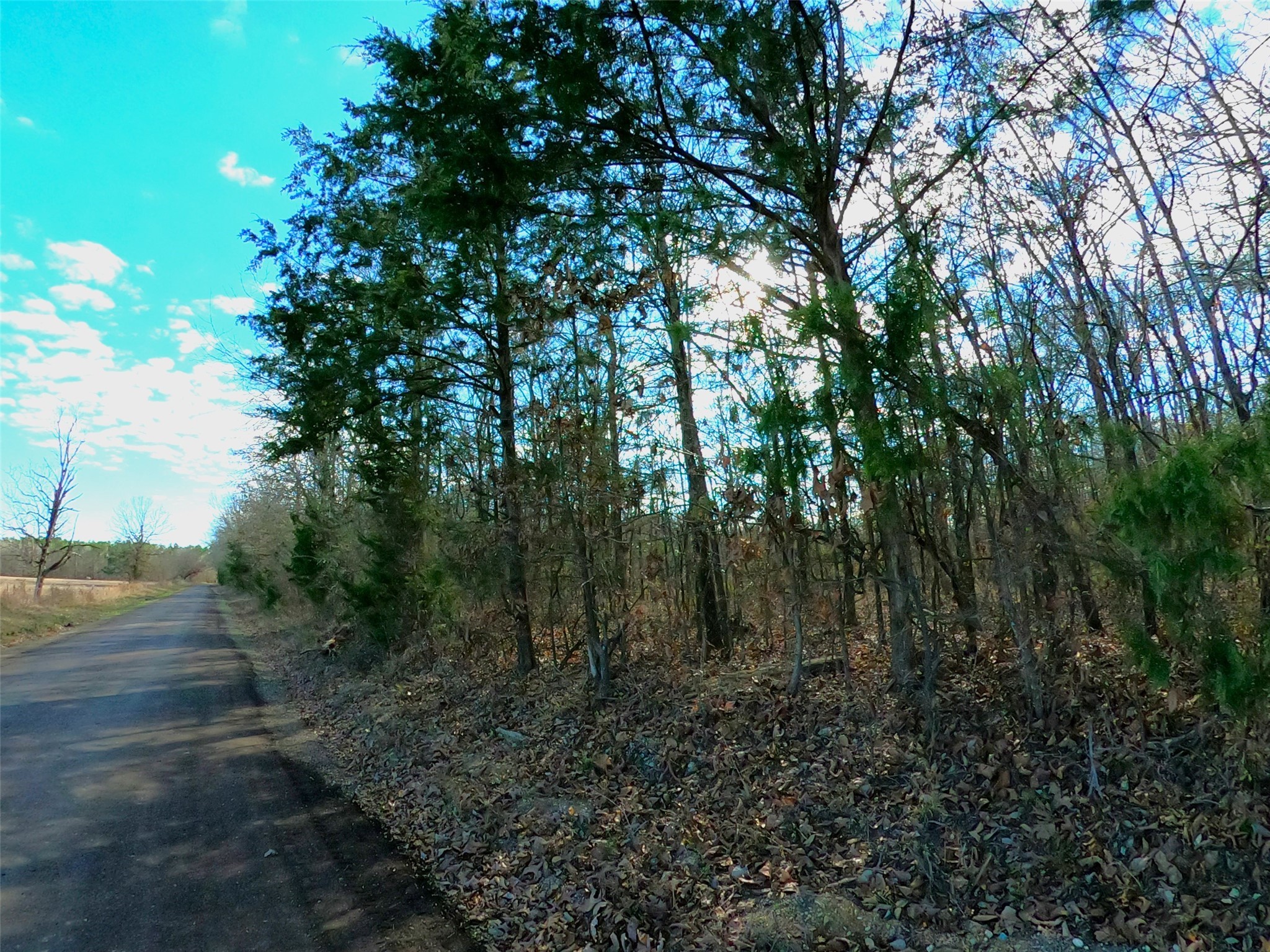 4239 - Cr Simms, TX 75574 - Photo 18 of 21 a view of a forest with trees in the background