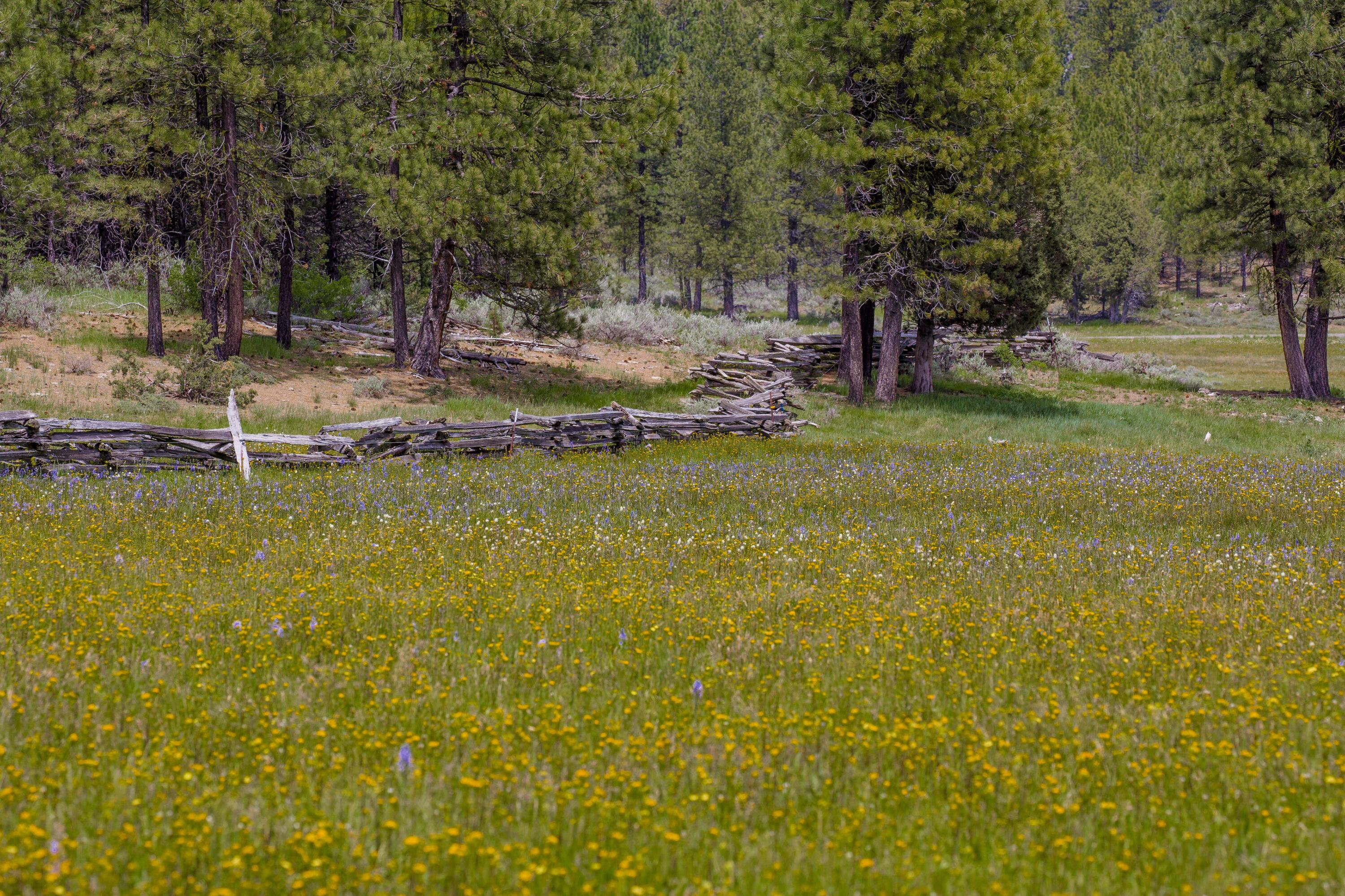 0 Fishhole Creek Road Bly, OR 97622 - Photo 16 of 38 wildflower meadow with pine forest orego