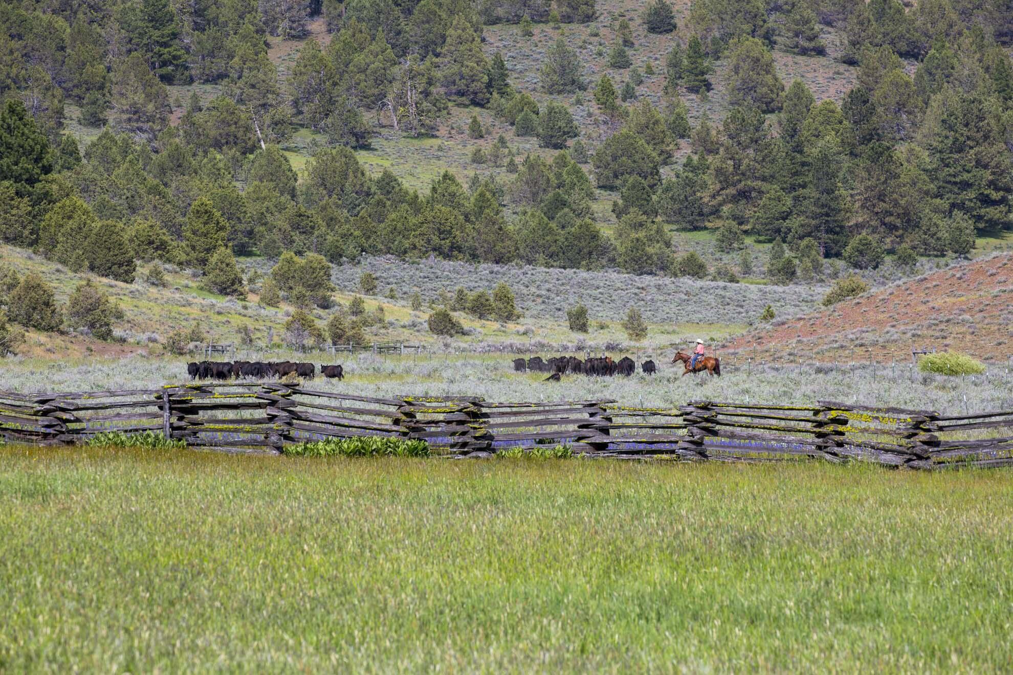 0 Fishhole Creek Road Bly, OR 97622 - Photo 18 of 38 cattle drive pasture oregon aspen ridge