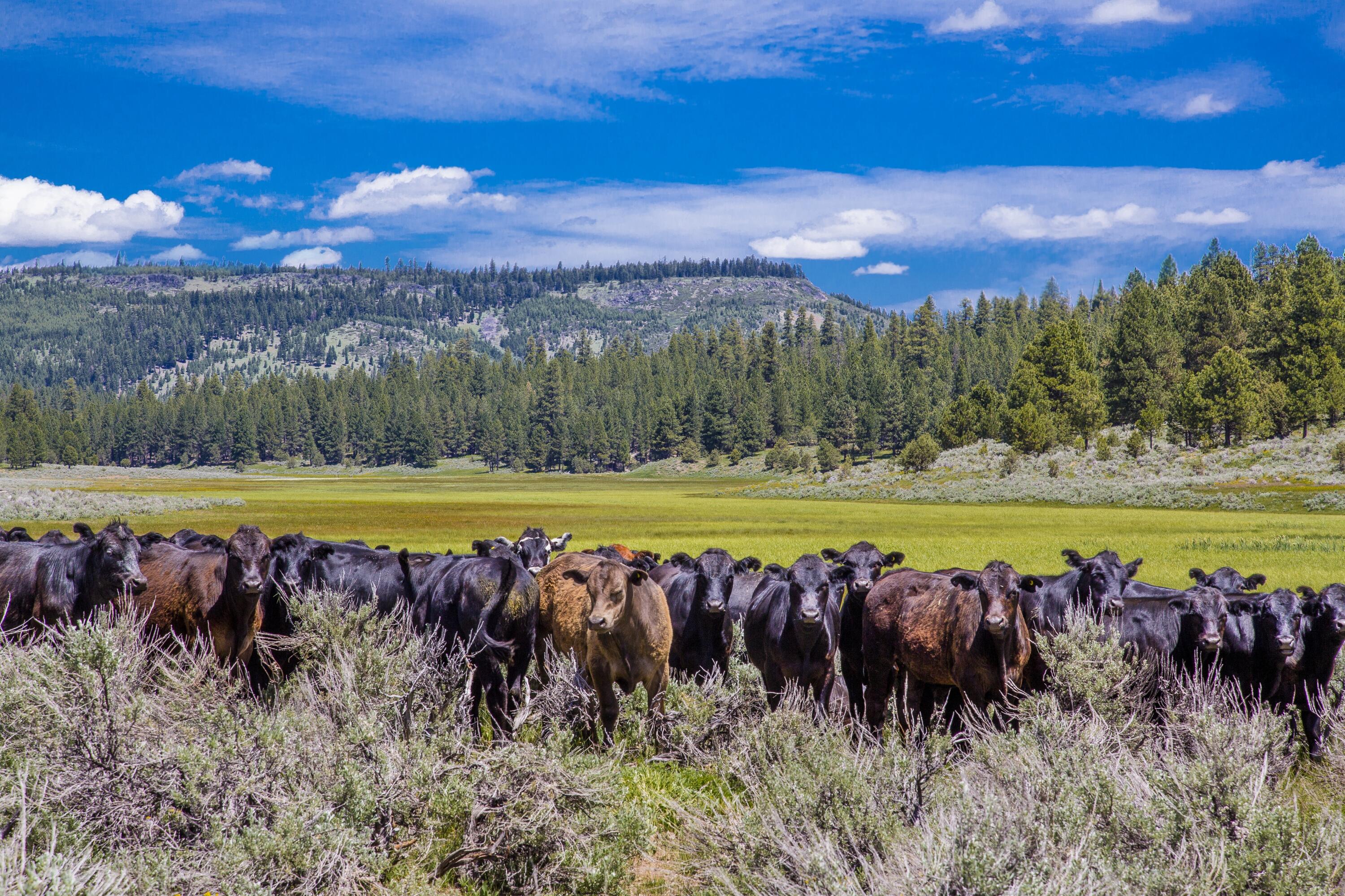 0 Fishhole Creek Road Bly, OR 97622 - Photo 19 of 38 cattle grazing open meadow oregon aspen