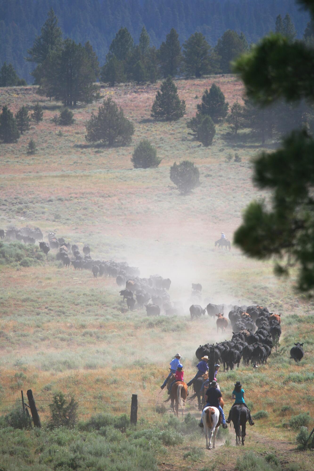 0 Fishhole Creek Road Bly, OR 97622 - Photo 20 of 38 cattle drive on ranch oregon aspen ridge
