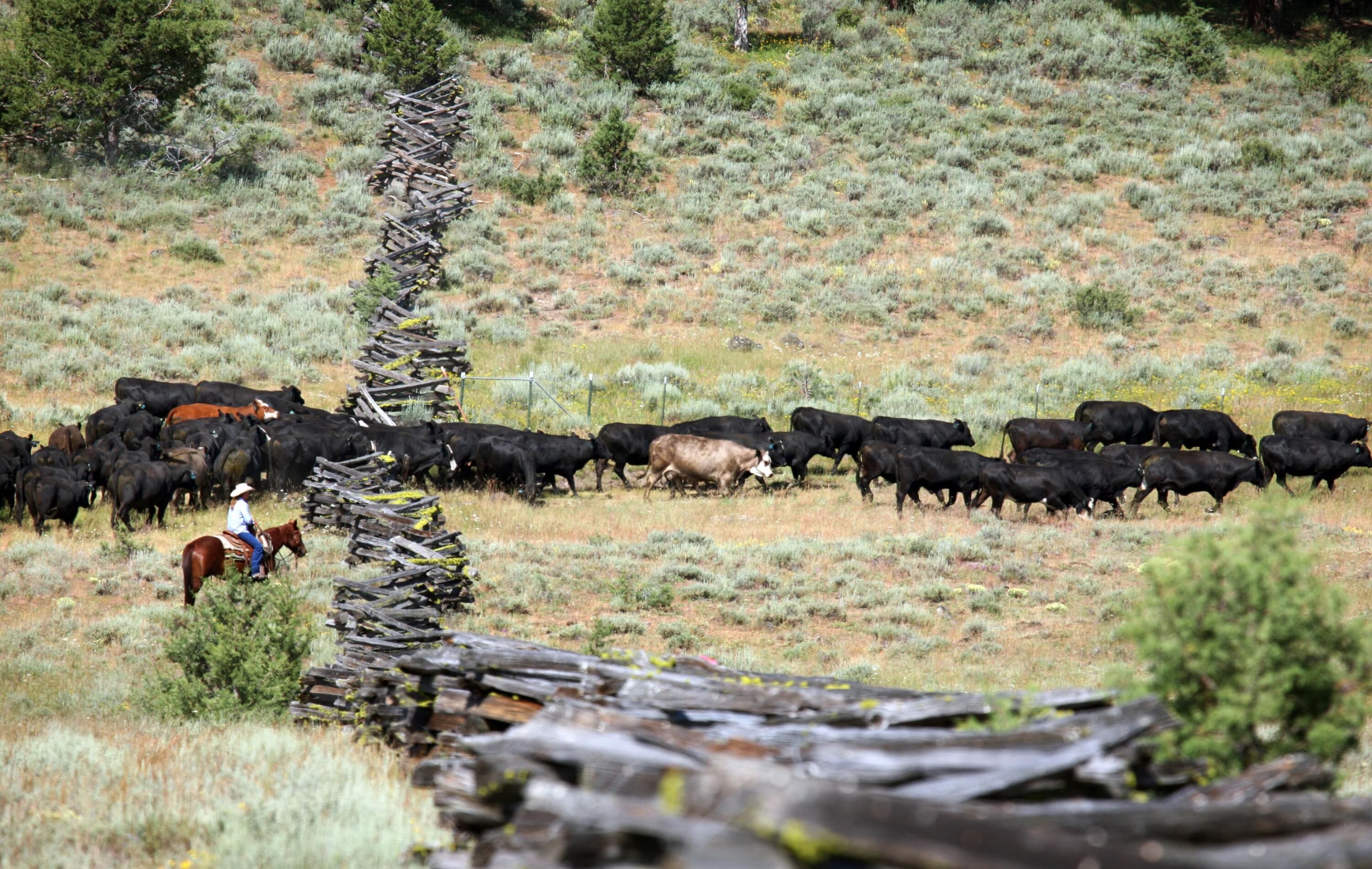 0 Fishhole Creek Road Bly, OR 97622 - Photo 26 of 38 working cattle ranch oregon aspen ridge