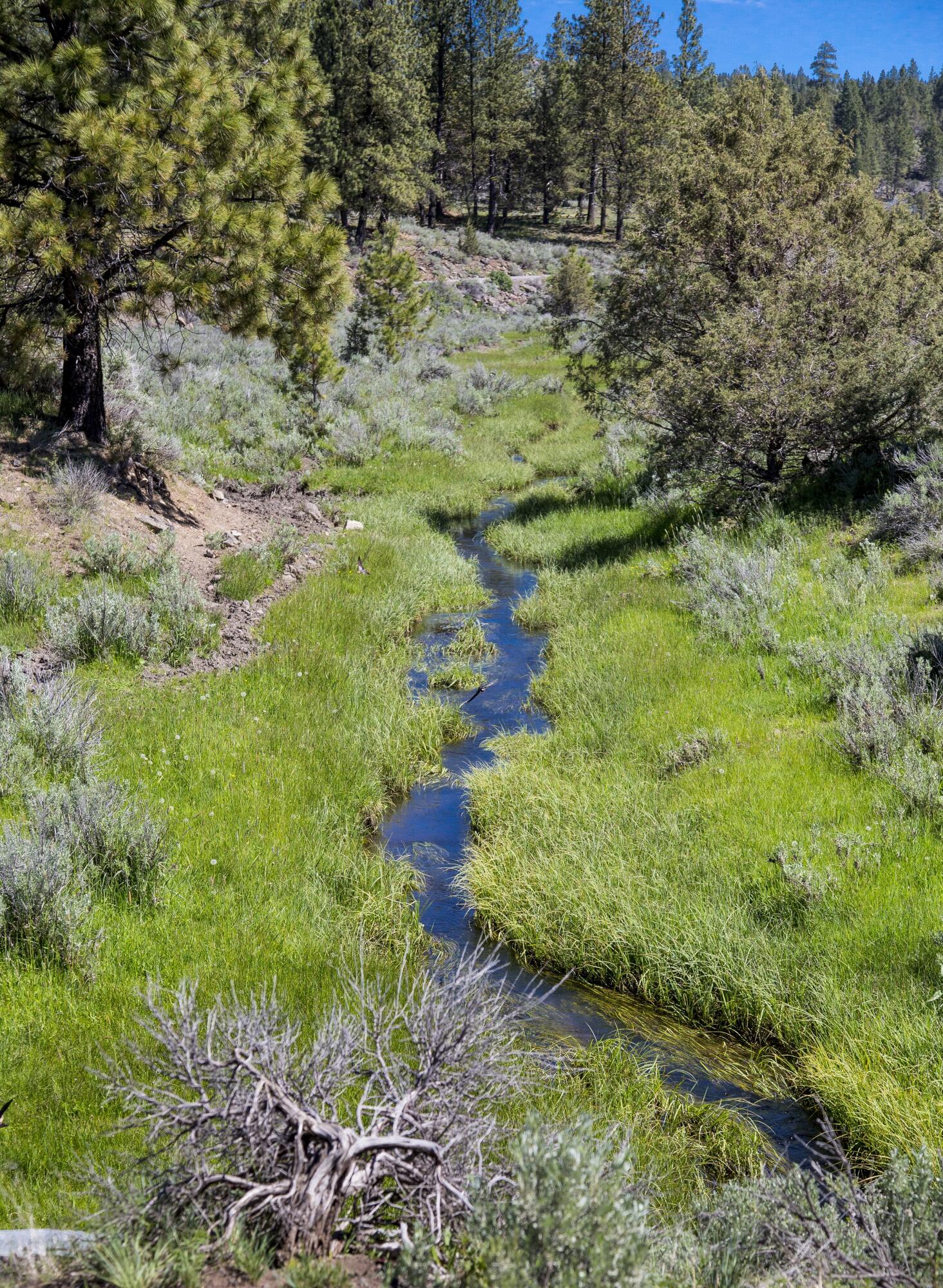 0 Fishhole Creek Road Bly, OR 97622 - Photo 27 of 38 creek on ranch property oregon aspen rid