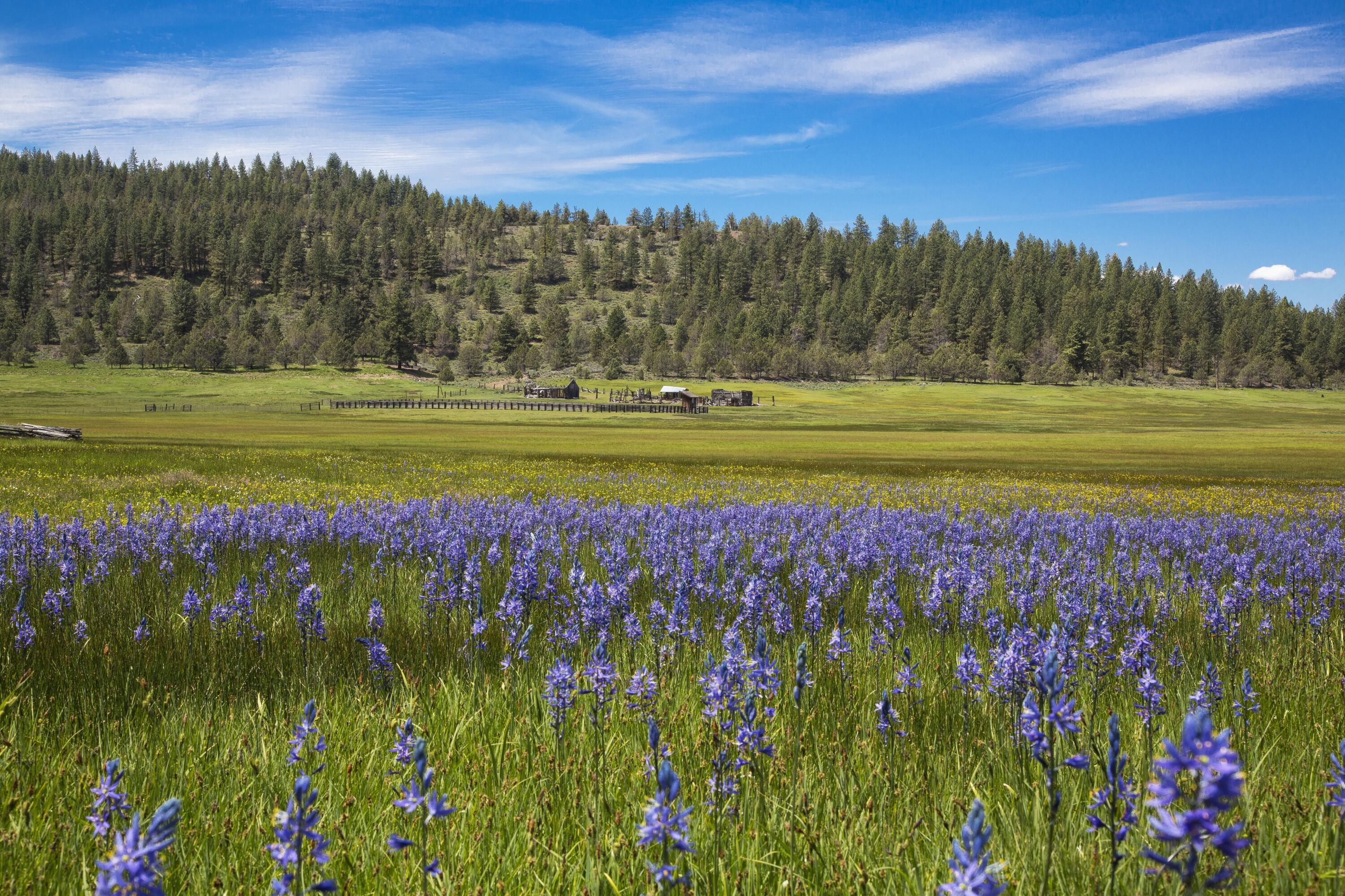 0 Fishhole Creek Road Bly, OR 97622 - Photo 31 of 38 Raw blue flowers old corral oregon aspe