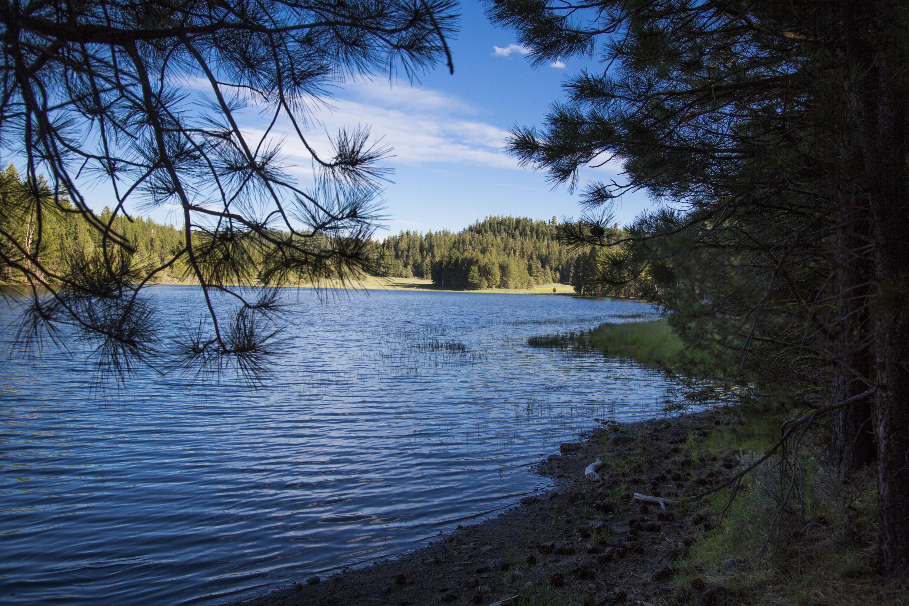 0 Fishhole Creek Road Bly, OR 97622 - Photo 37 of 38 lake shoreline with pine forest oregon a