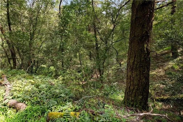 a view of a yard with trees